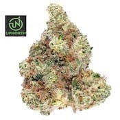 UpNorth — Lavender Goo
