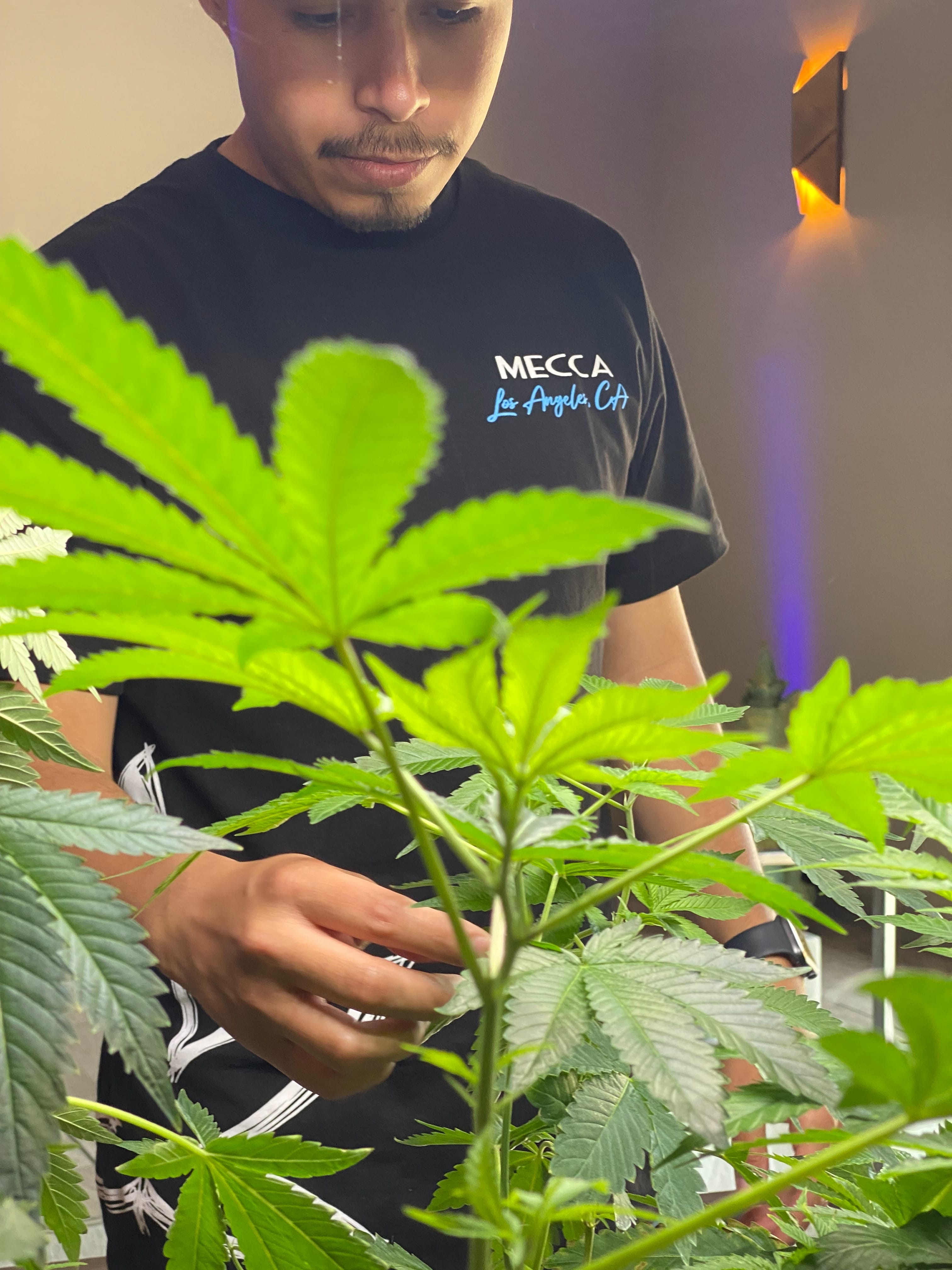 Mecca Los Angeles Shirt $21.90 - Mecca - XLarge - $20 - Apparel