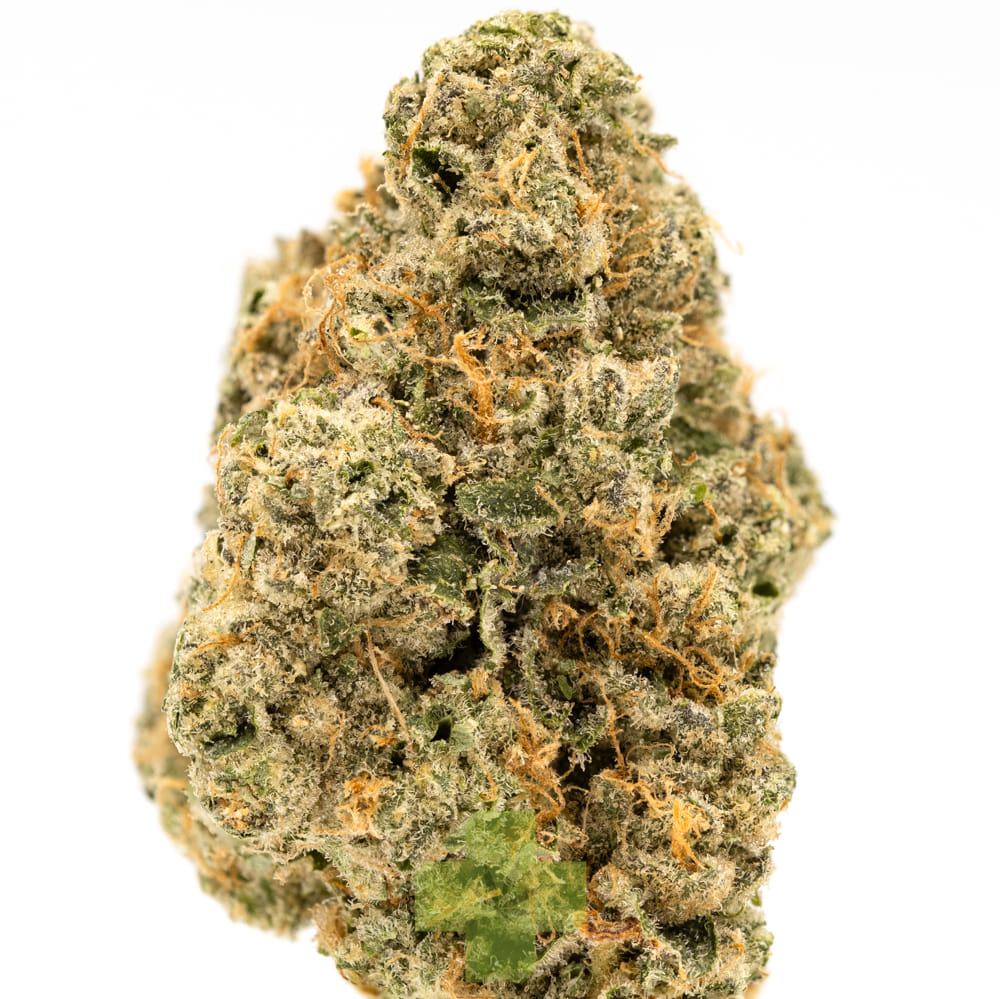 SEED JUNKY — Gello Shotz