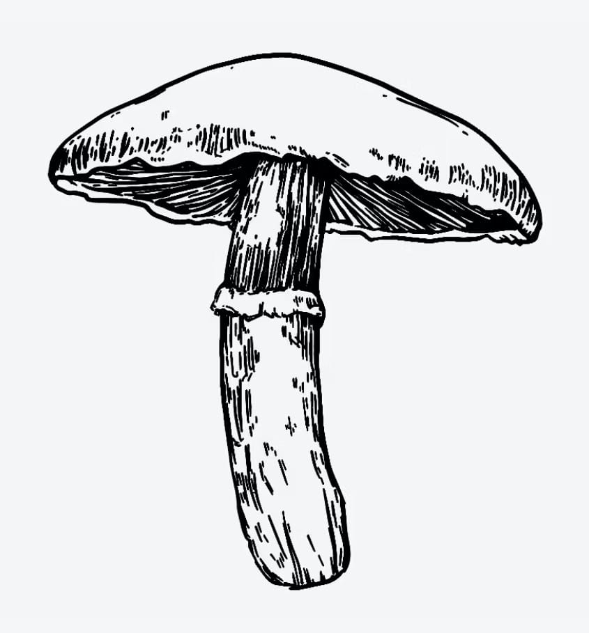 Inkbox Tattoos - Large Mushroom - Wild Mushroom Tattoo - $9.50 - Accessories