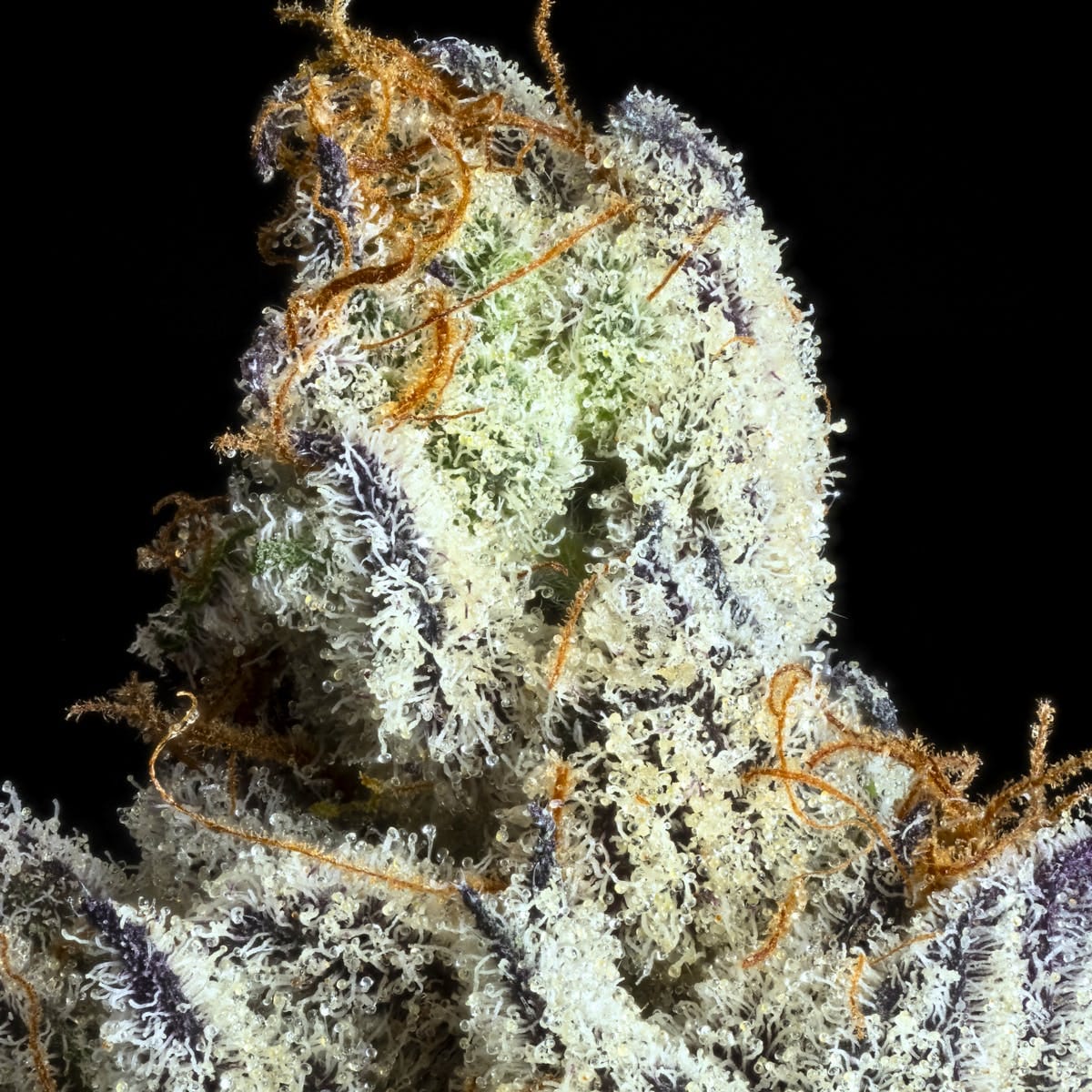 FKAFL 3.5g Flower - Maven Genetics -  - $39.61 - Flowers