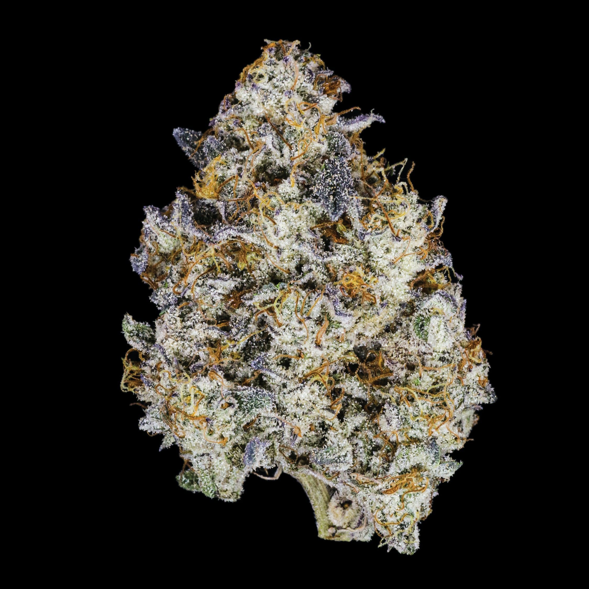 Claybourne: Cobra Kush (3.5g) - Gold Cuts - Claybourne Co. -  - $59 - Indoor Flower