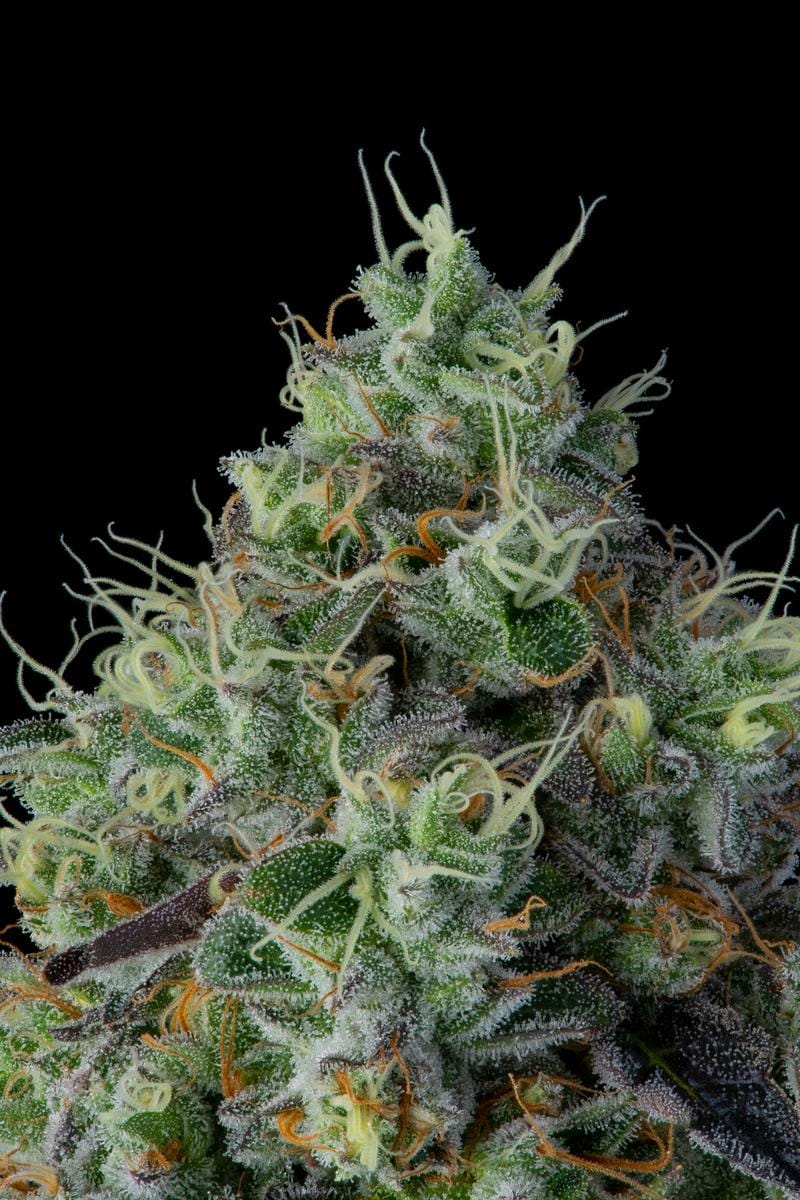 Khalifa Kush | 3.5g - Khalifa Mints - Khalifa Kush -  - $45 - Flowers