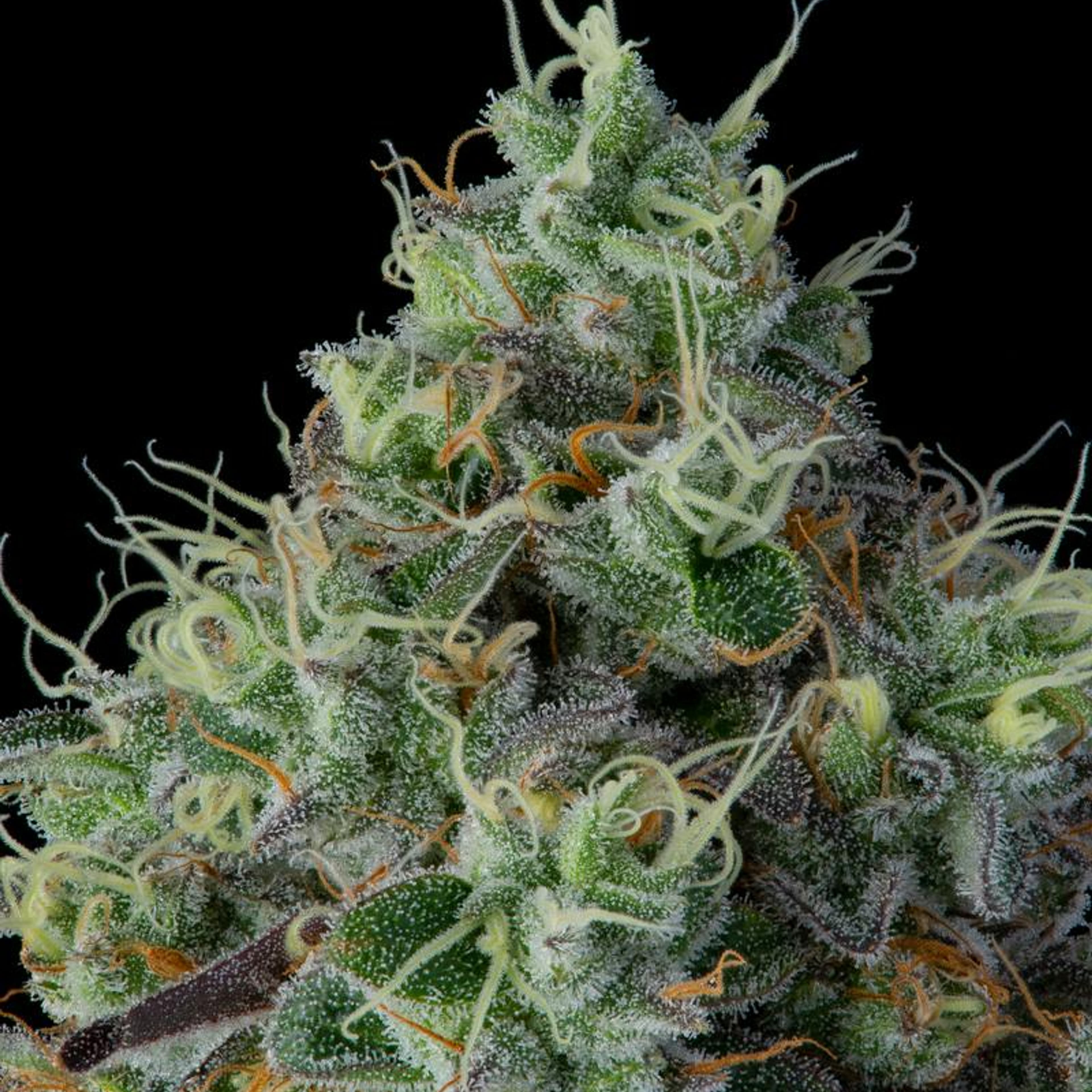 Khalifa Mints 3.5g - Khalifa Kush - null - $53 - Flower