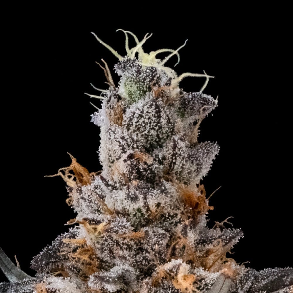 ASTRO POP 7G - FloraCal -  - $27.95 - Flower