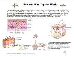 The Spray - Lovingly & Legally Made - 4oz Spray - $75 - Topicals