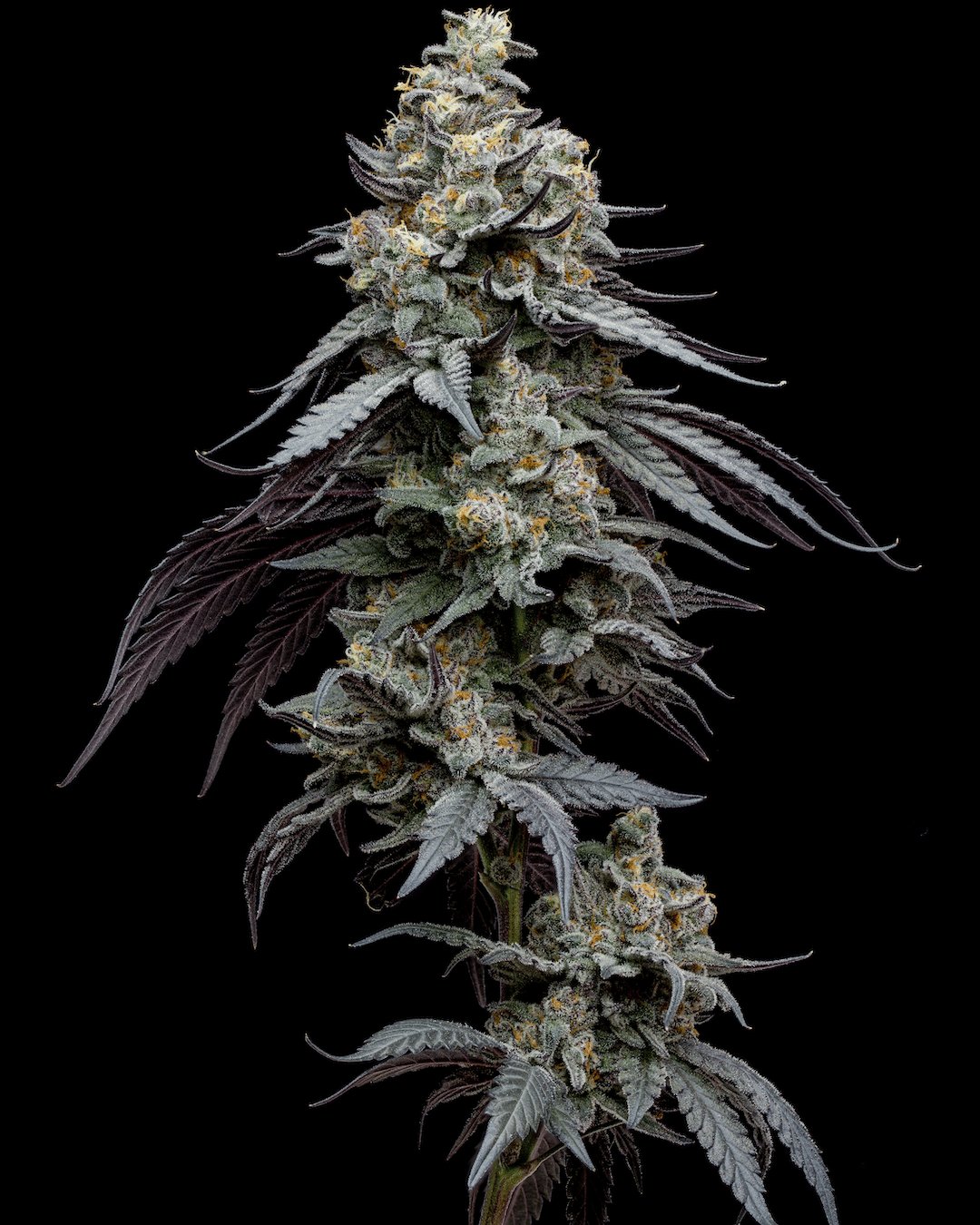 Jump Man 3.5G