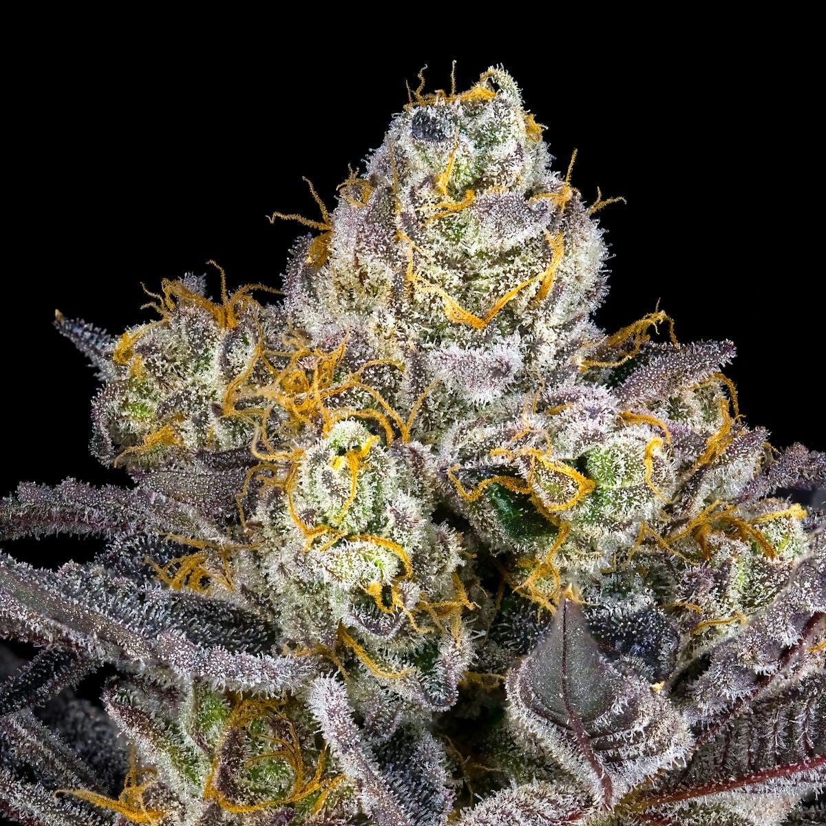 Blue Agape 3.5g - Maven Genetics -  - $39.61 - Flowers
