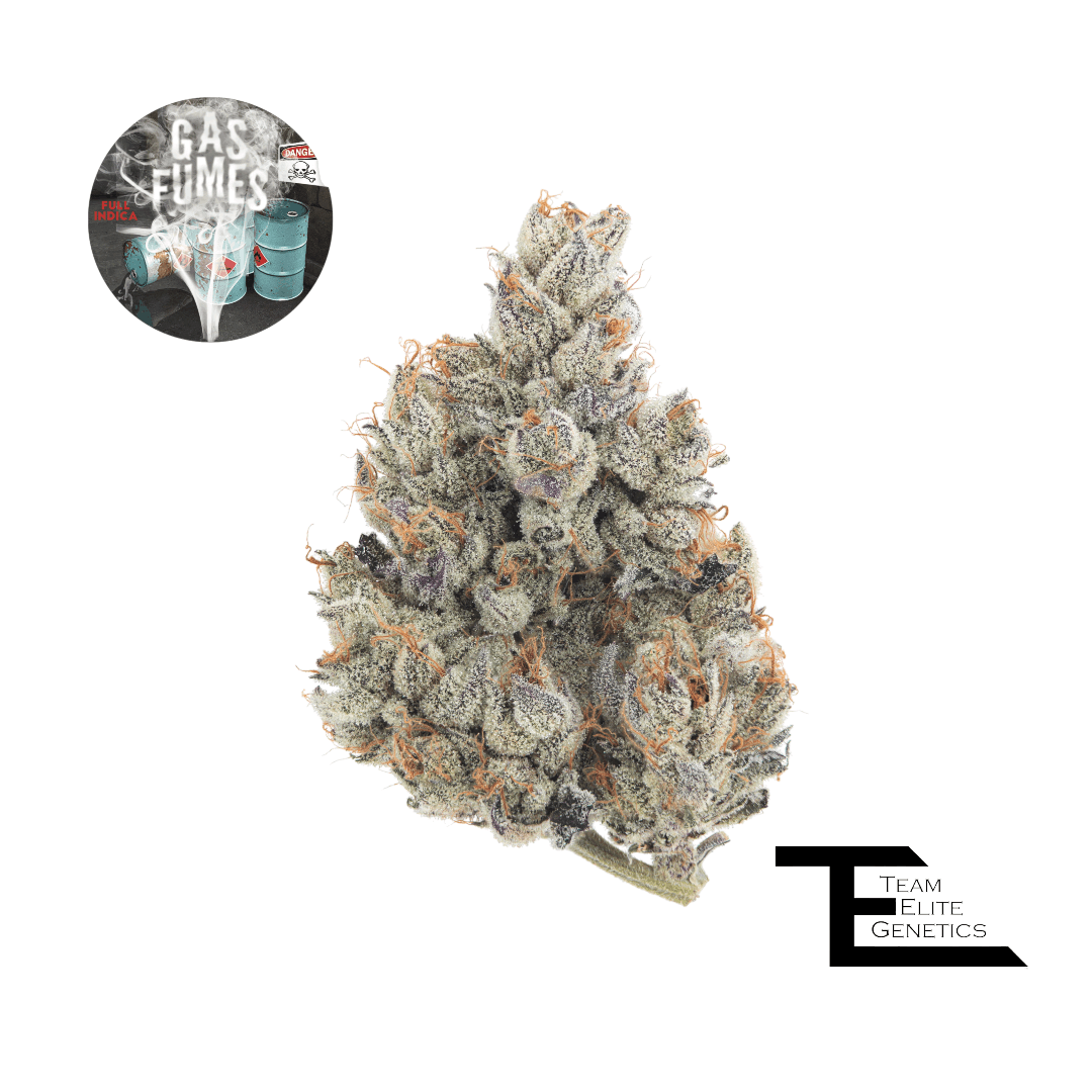 Team Elite Genetics — Gas Fumes