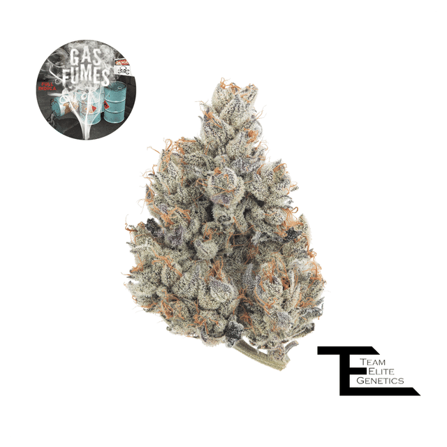 Team Elite Genetics — Gas Fumes