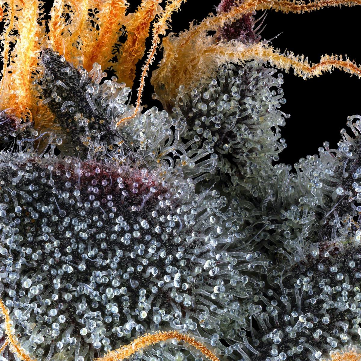 French Lotus 3.5g Flower - Maven Genetics -  - $39.61 - Flowers