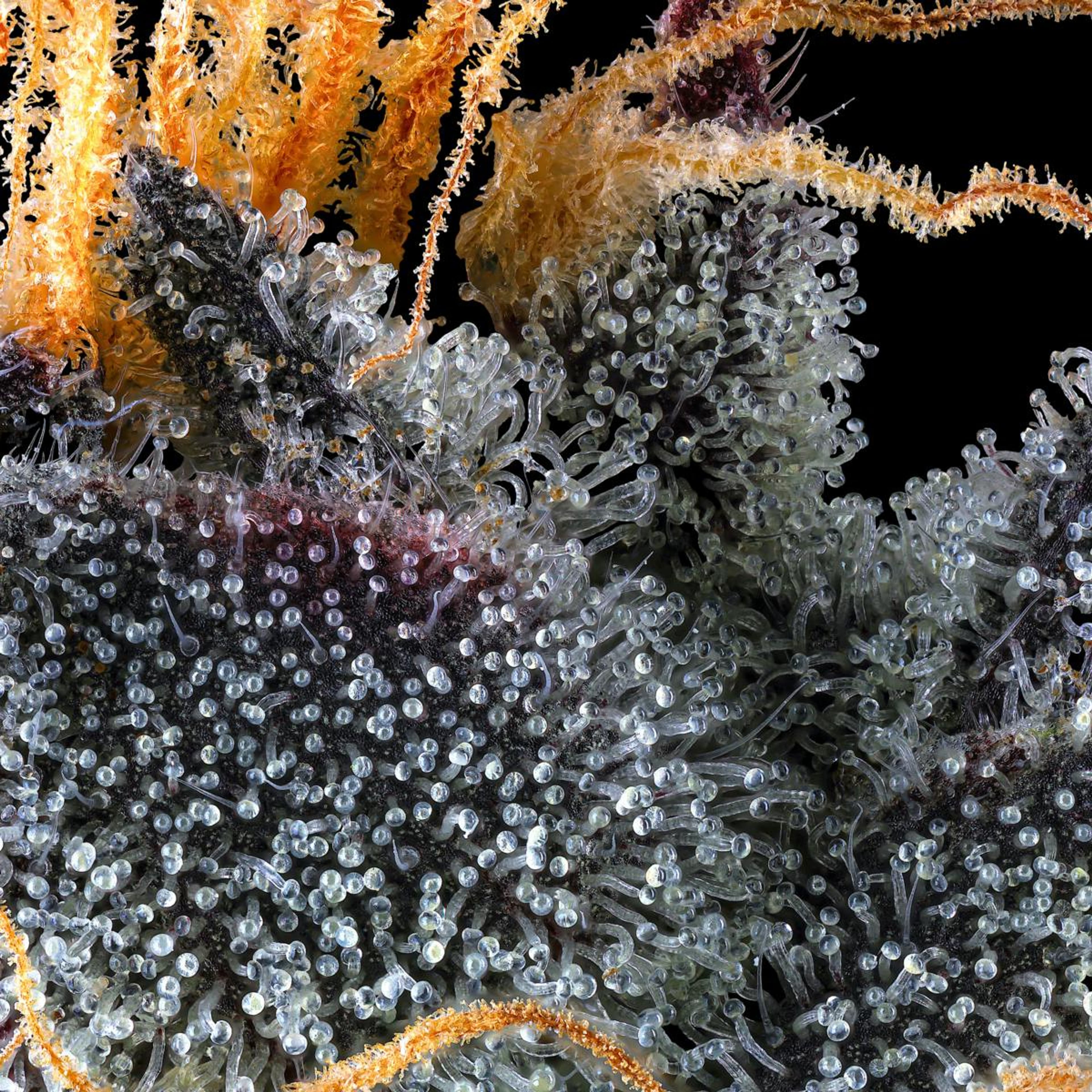 French Lotus 3.5g Flower - Maven Genetics - - $39.61 - Flowers