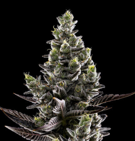 Holy Moly! - 1G Pre Roll - Fig Farms - Holy Moly! (H) - $15 - Pre-Rolls