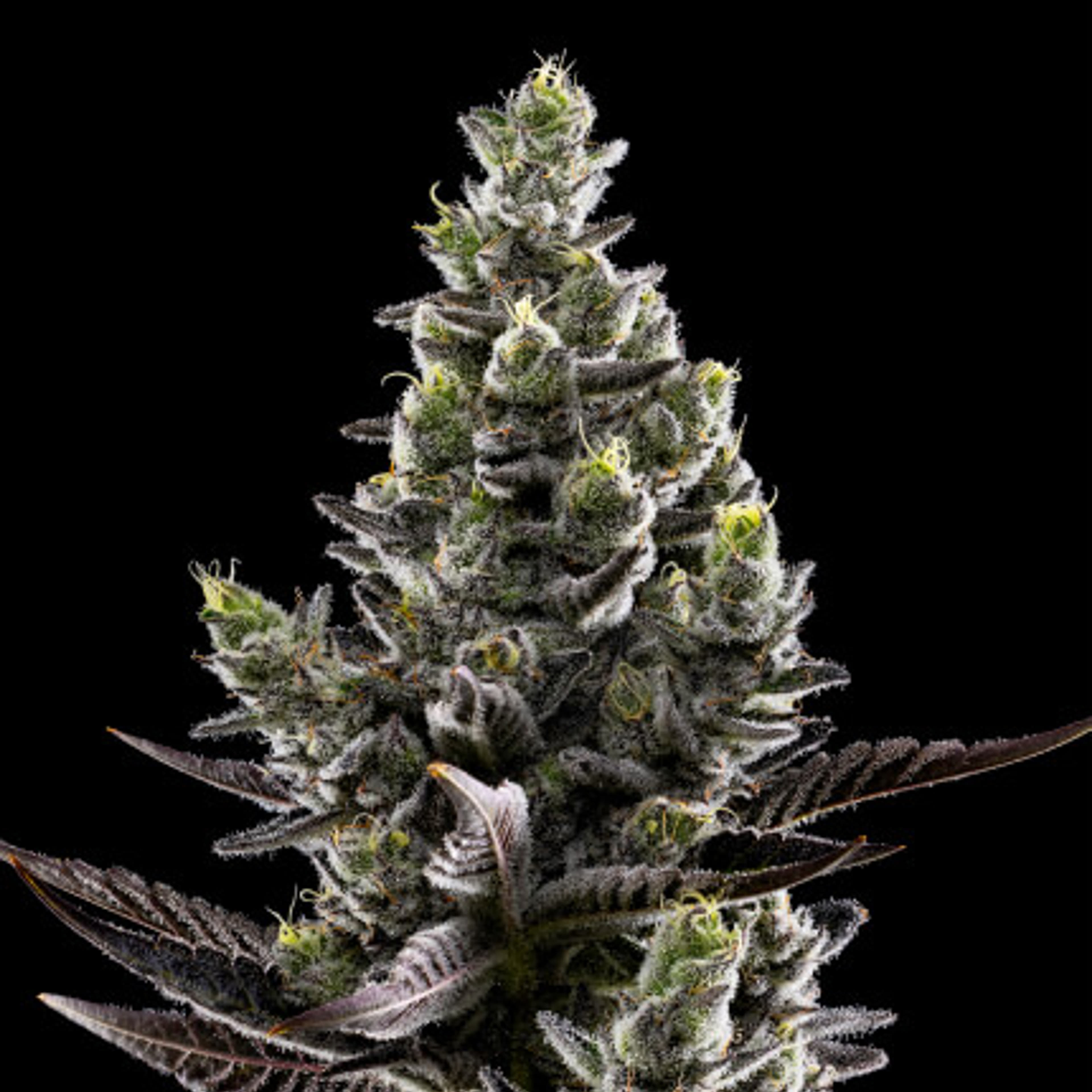 Holy Moly! - 1G Pre Roll - Fig Farms - Holy Moly! (H) - $15 - Pre-Rolls