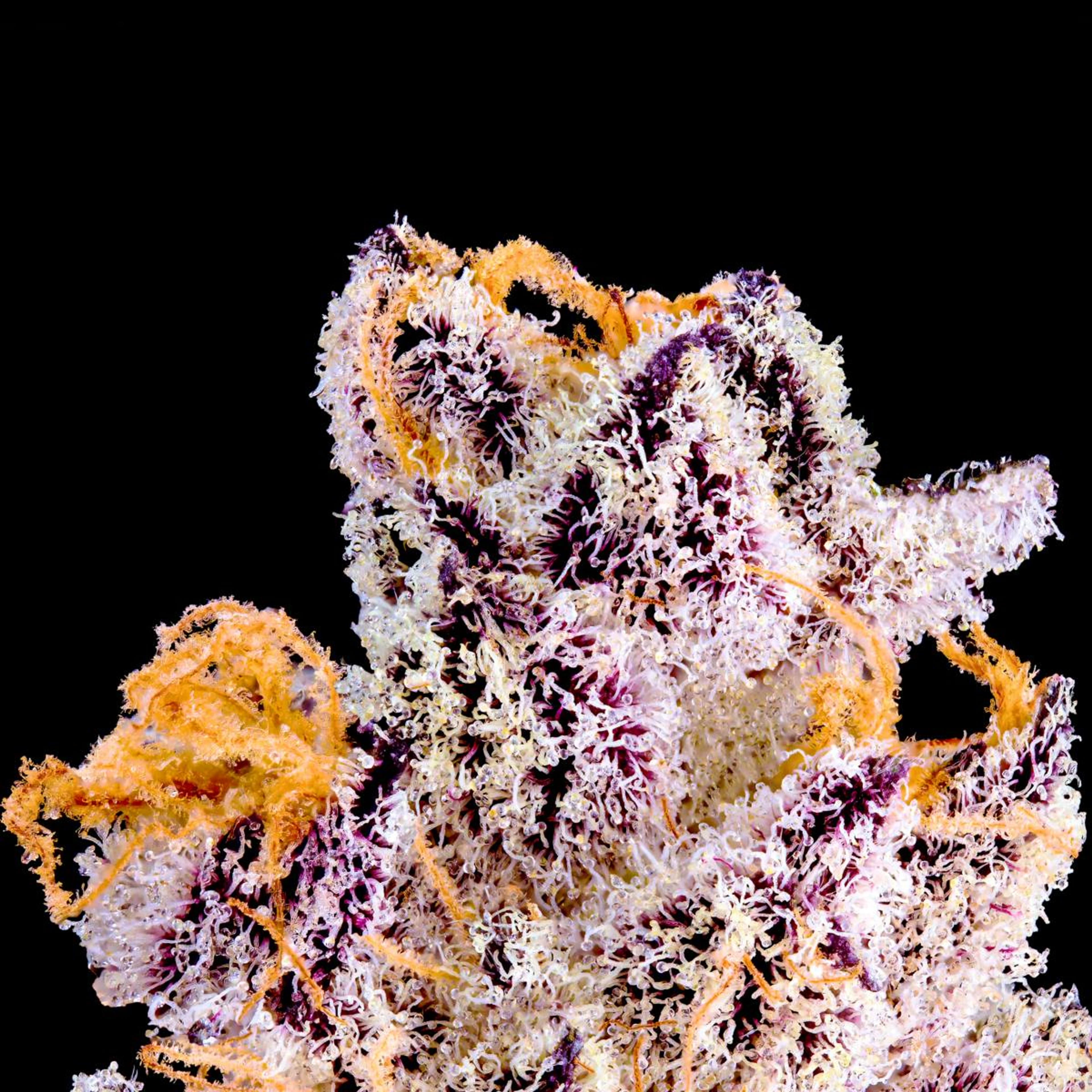 French Lotus 3.5g Flower - Maven Genetics - - $39.61 - Flowers