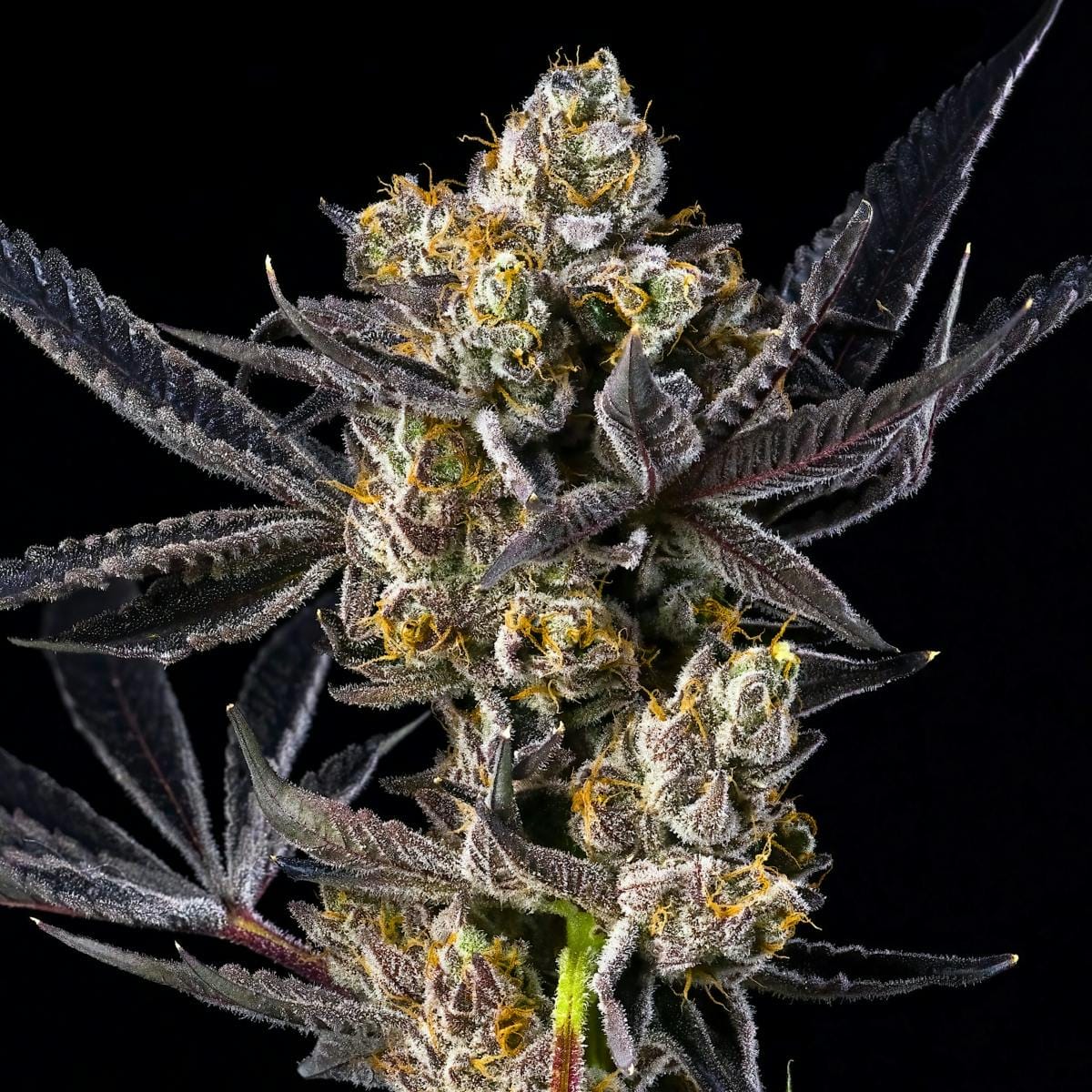 Blue Agape 3.5g - Maven Genetics -  - $39.61 - Flowers