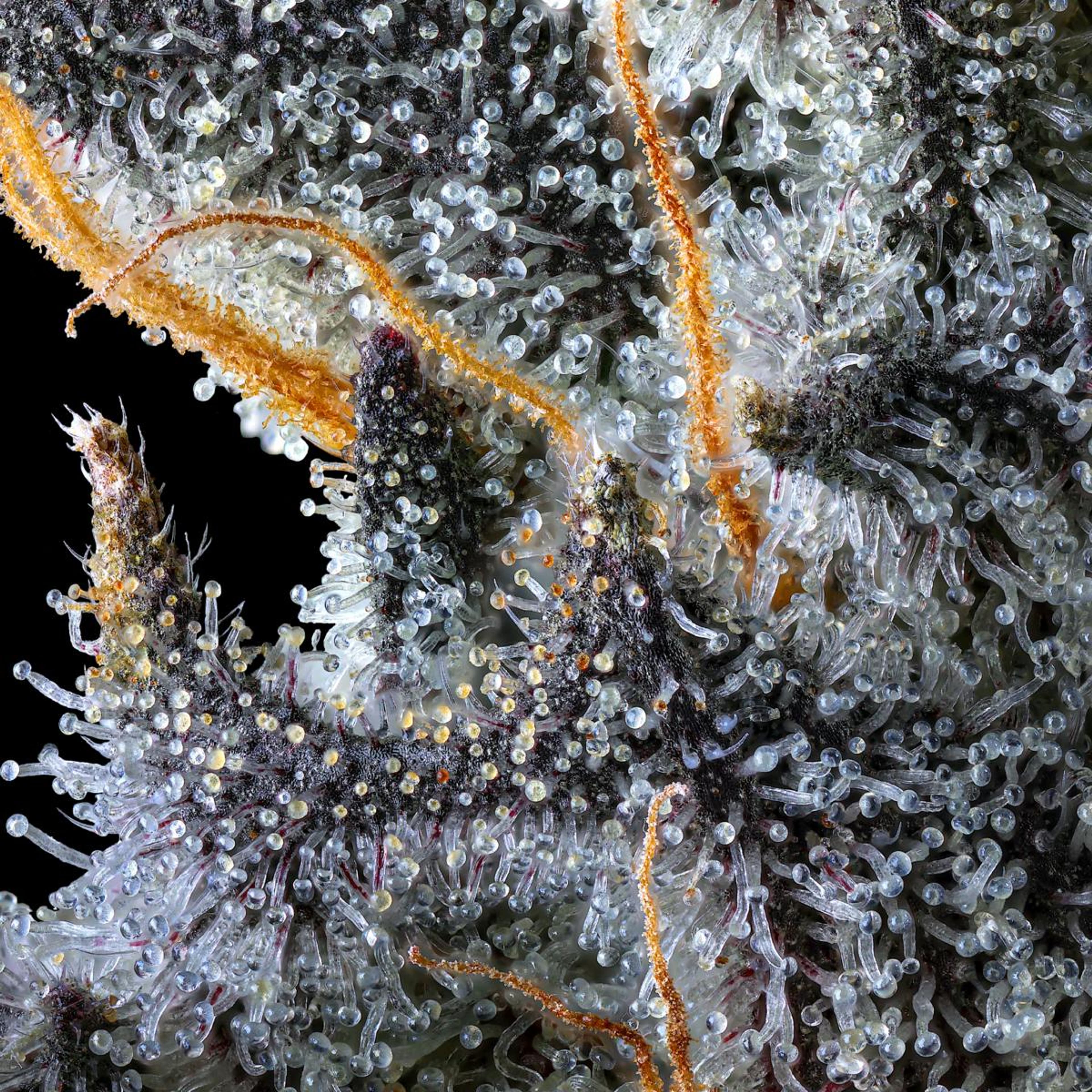 French Lotus 3.5g Flower - Maven Genetics - - $39.61 - Flowers