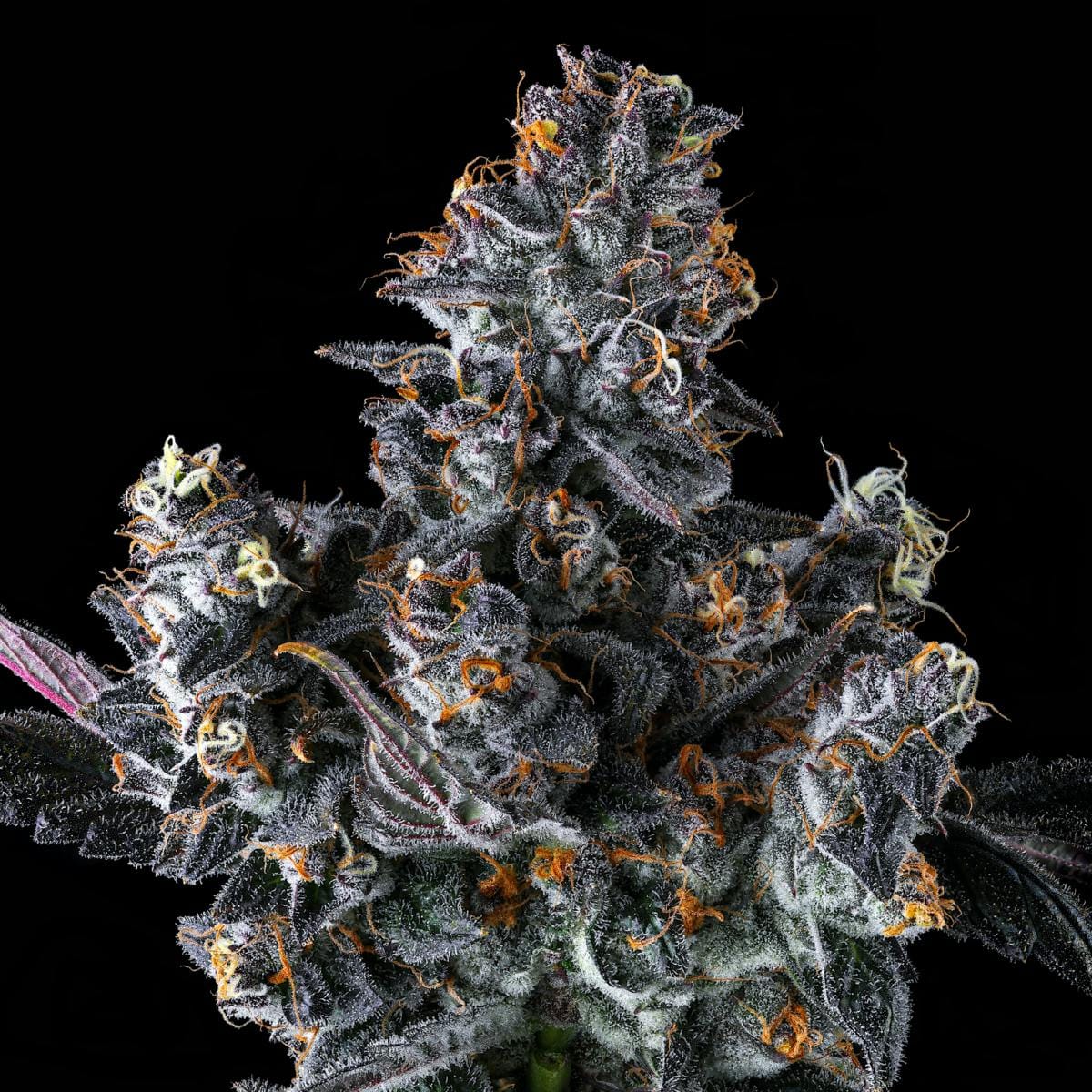 French Lotus 3.5g Flower - Maven Genetics -  - $39.61 - Flowers