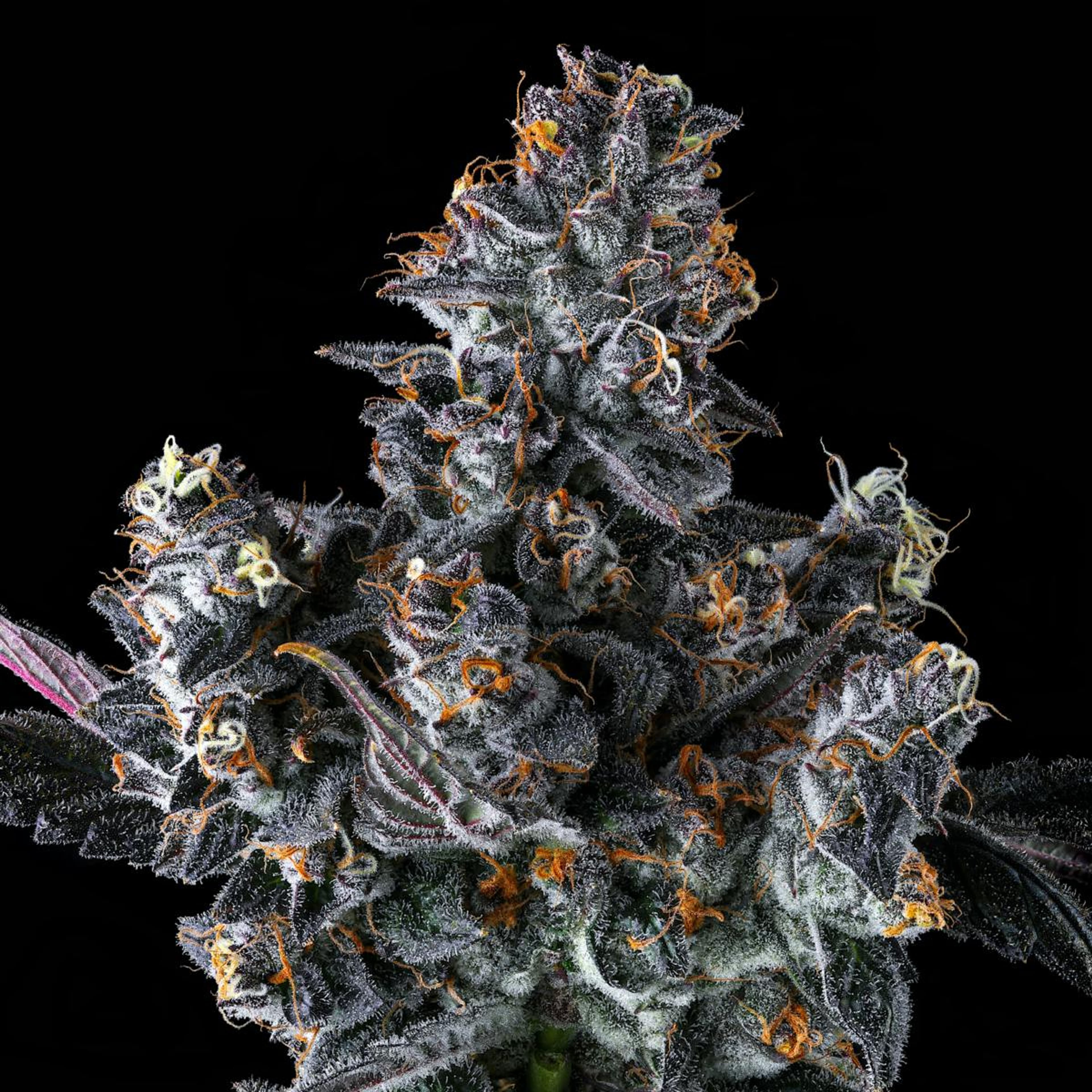 French Lotus 3.5g Flower - Maven Genetics - - $39.61 - Flowers