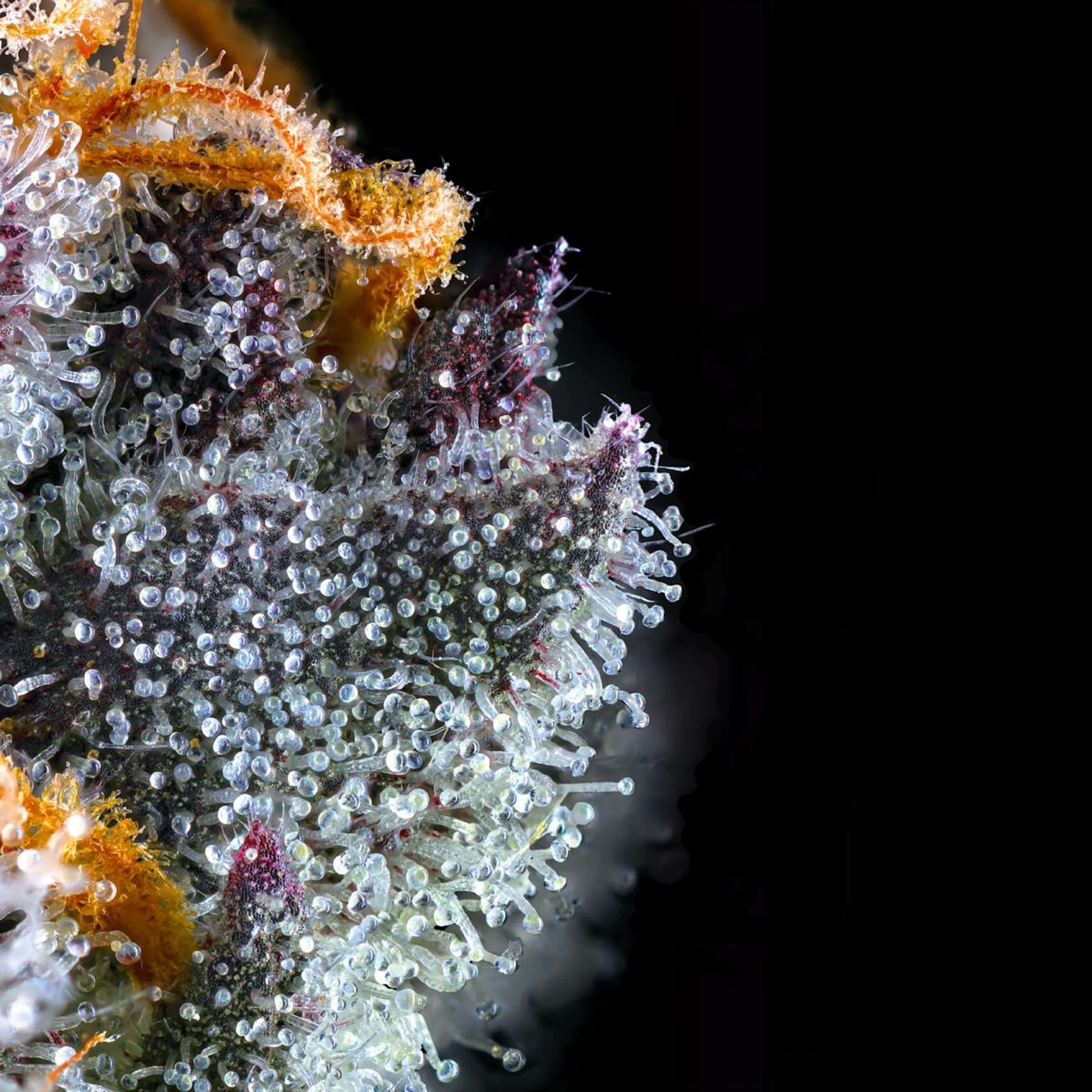 French Lotus 3.5g Flower - Maven Genetics - - $39.61 - Flowers