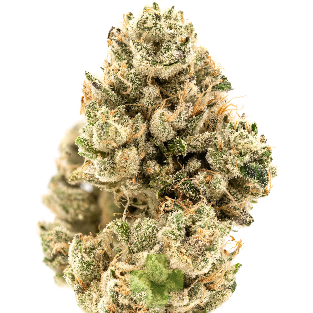 Cannabiotix: Jet Lag OG