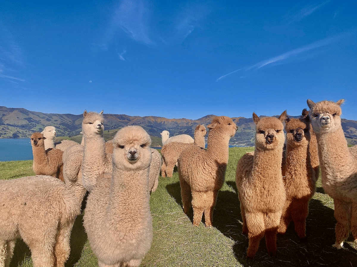 Loyalty Redemption - Farm Tour! - Alpaca Bowl 4 U - Farm Tour - $500 - Accessories