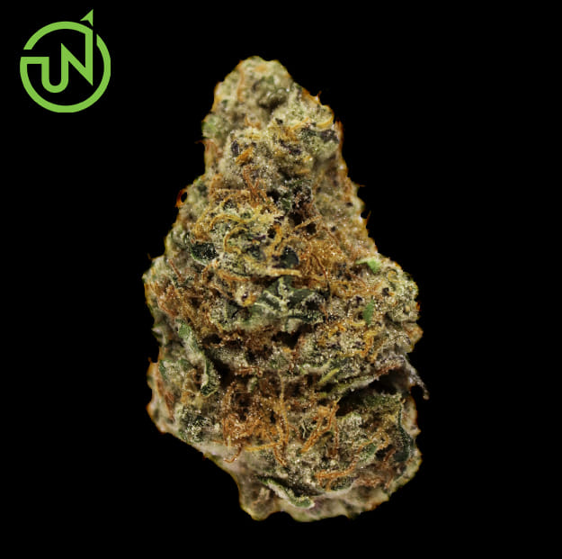 UpNorth — Platinum Afghani