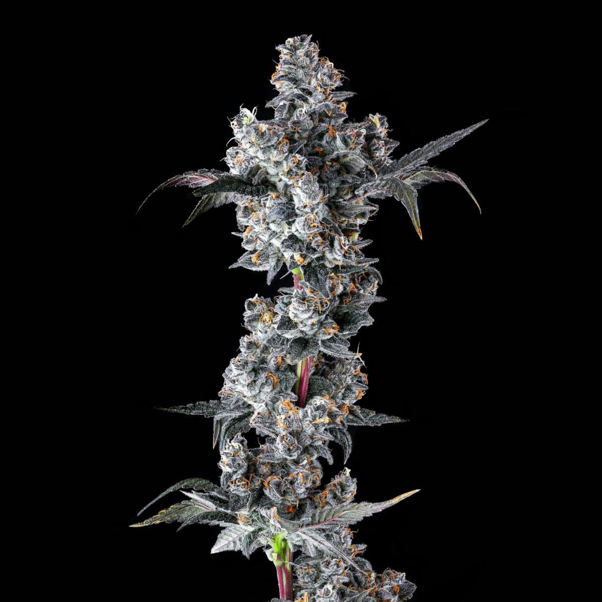 French Lotus 3.5g Flower - Maven Genetics -  - $39.61 - Flowers