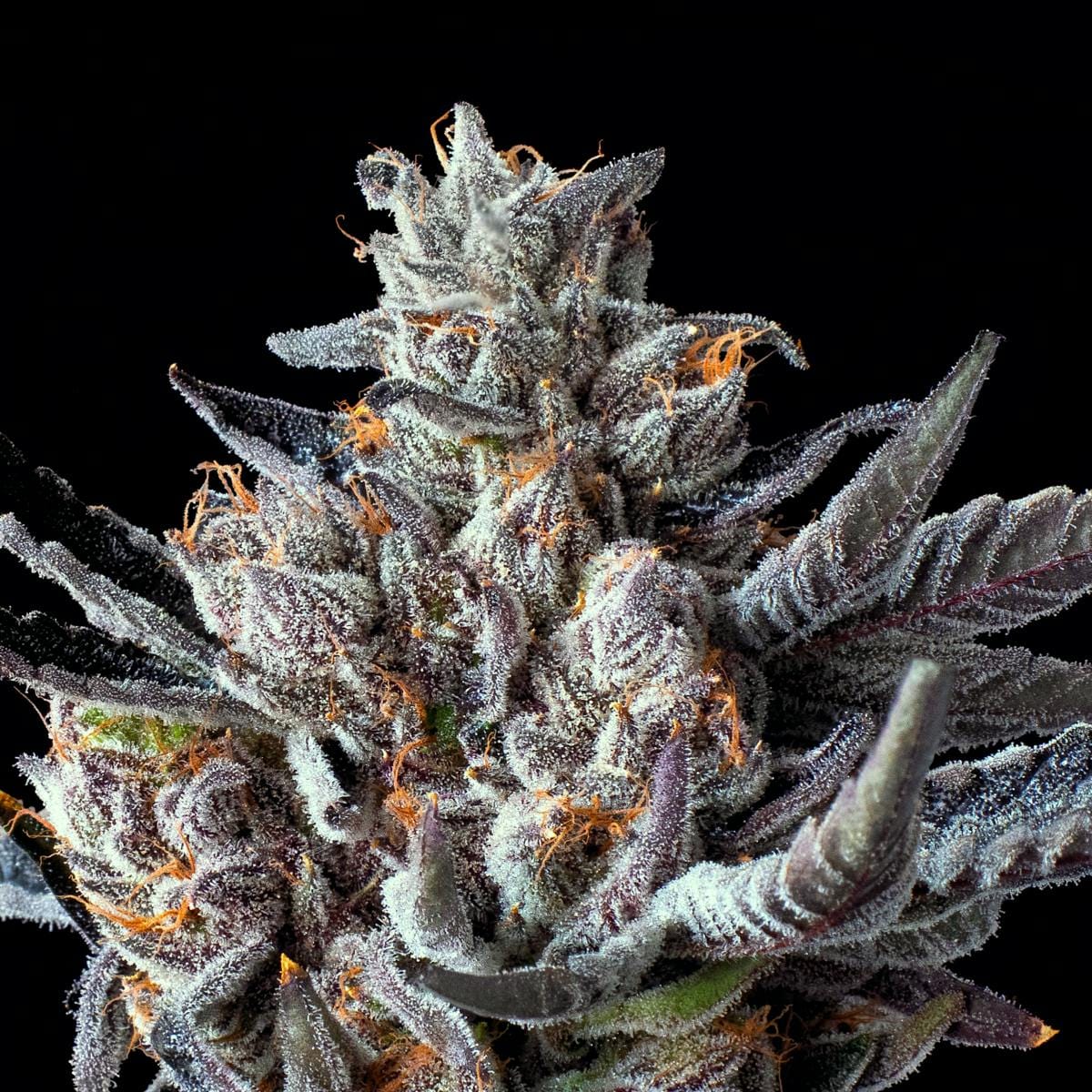 Lipsmackerz 3.5g Flower - Maven Genetics -  - $39.61 - Flowers