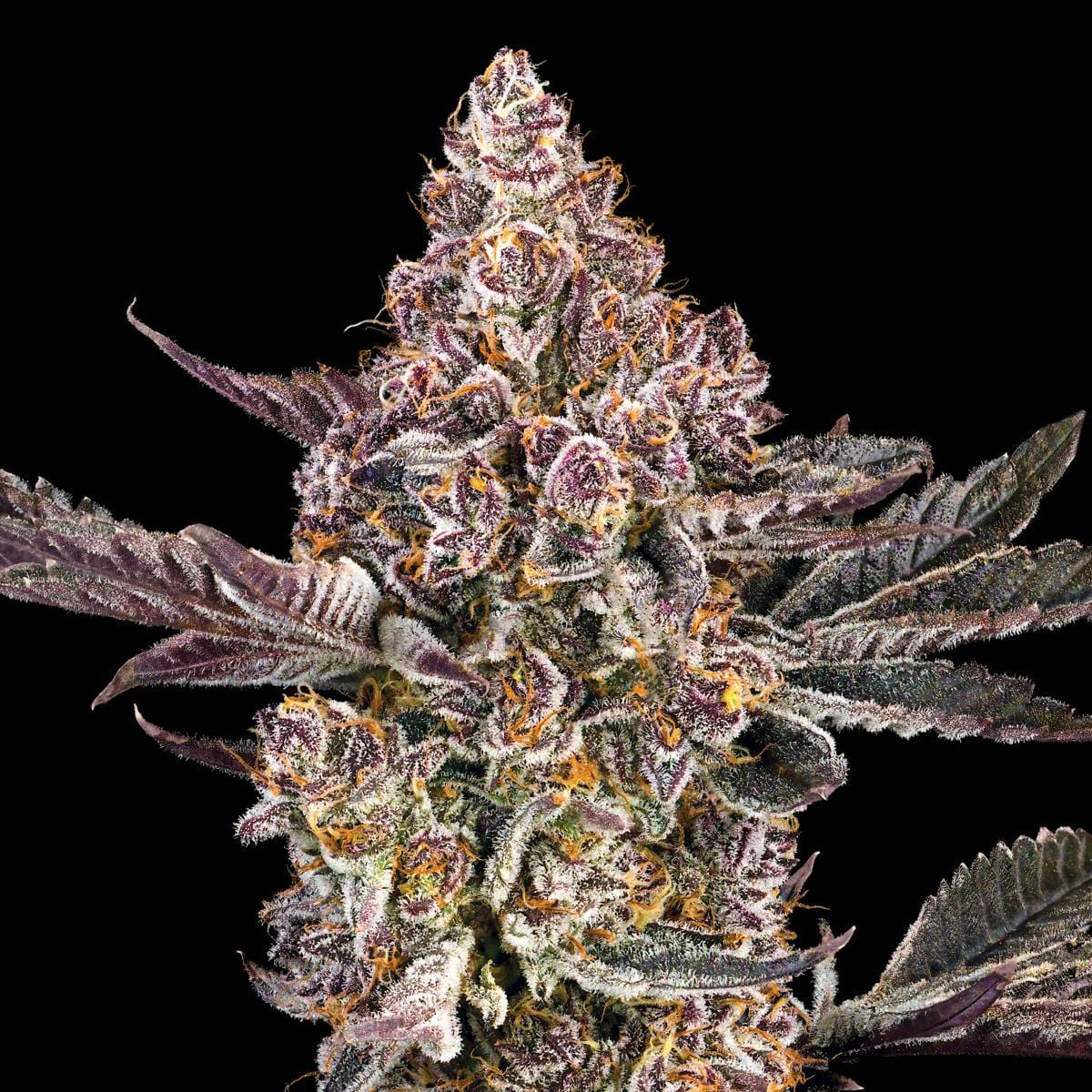 Orange Sapphire Gold Blend [1g] - Maven Genetics -  - $18 - Vapes