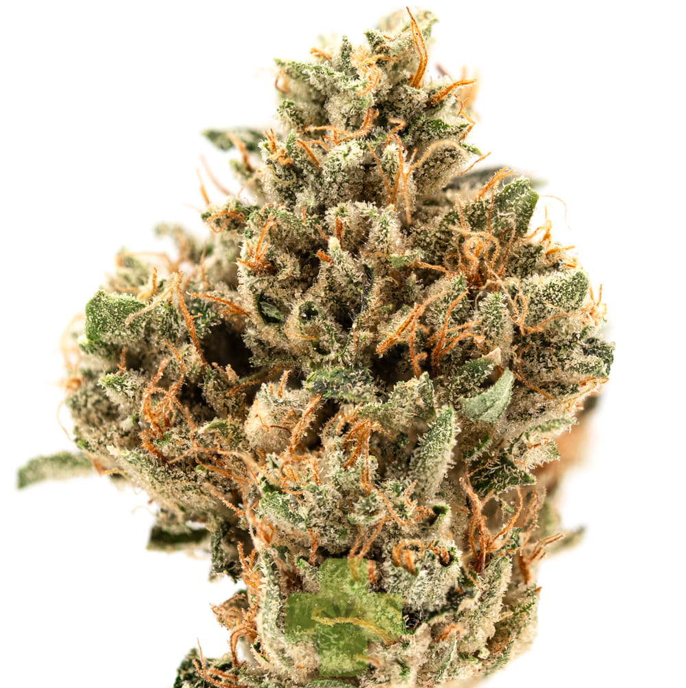 Cannabiotix — White Walker OG