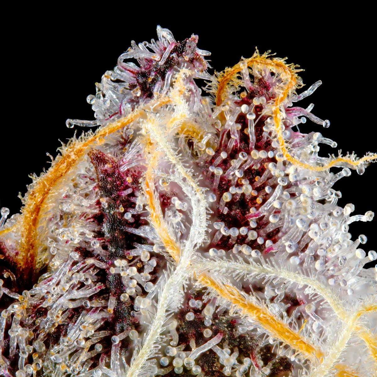 Orange Sapphire Gold Blend [1g] - Maven Genetics -  - $18 - Vapes