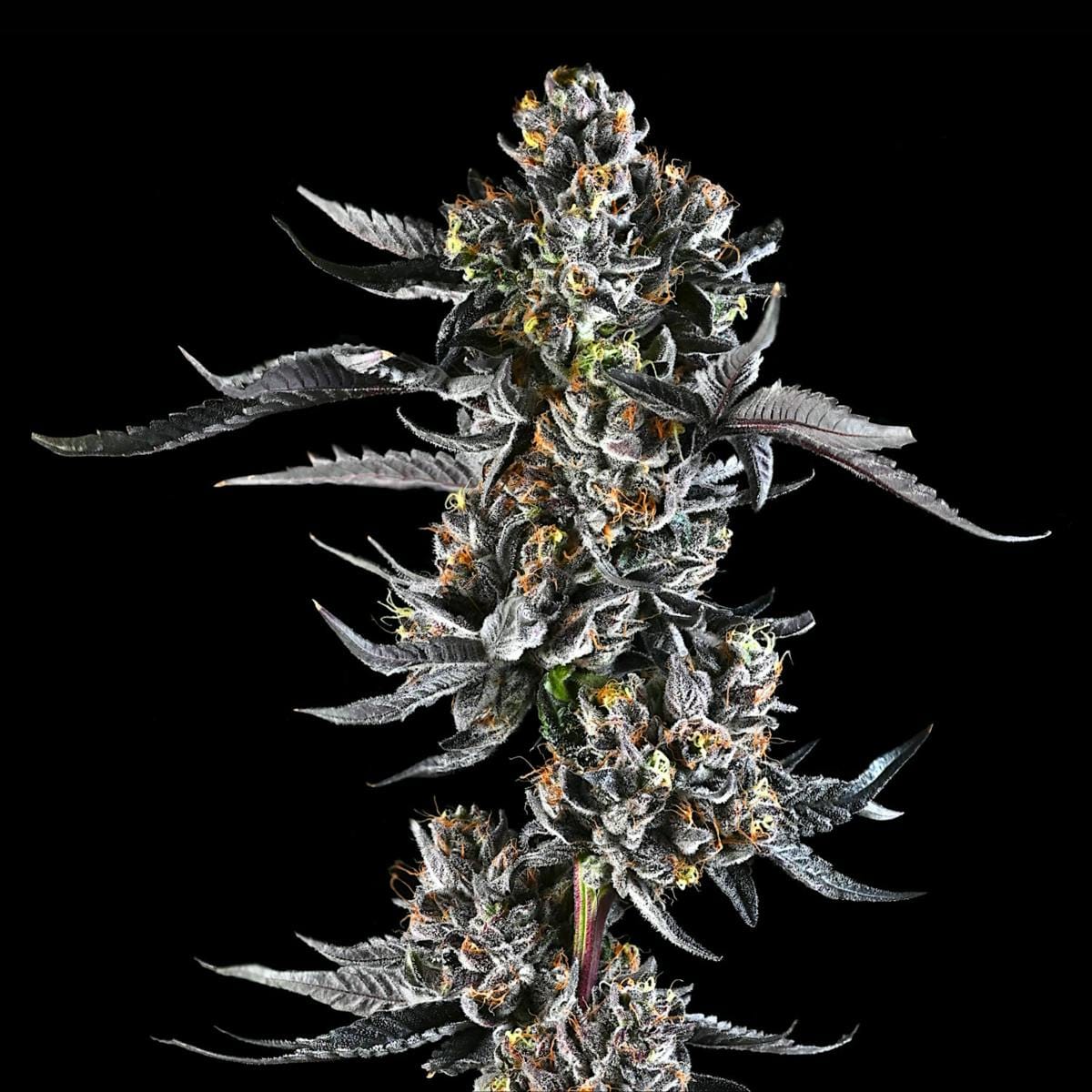 Lipsmackerz 3.5g Flower - Maven Genetics -  - $39.61 - Flowers