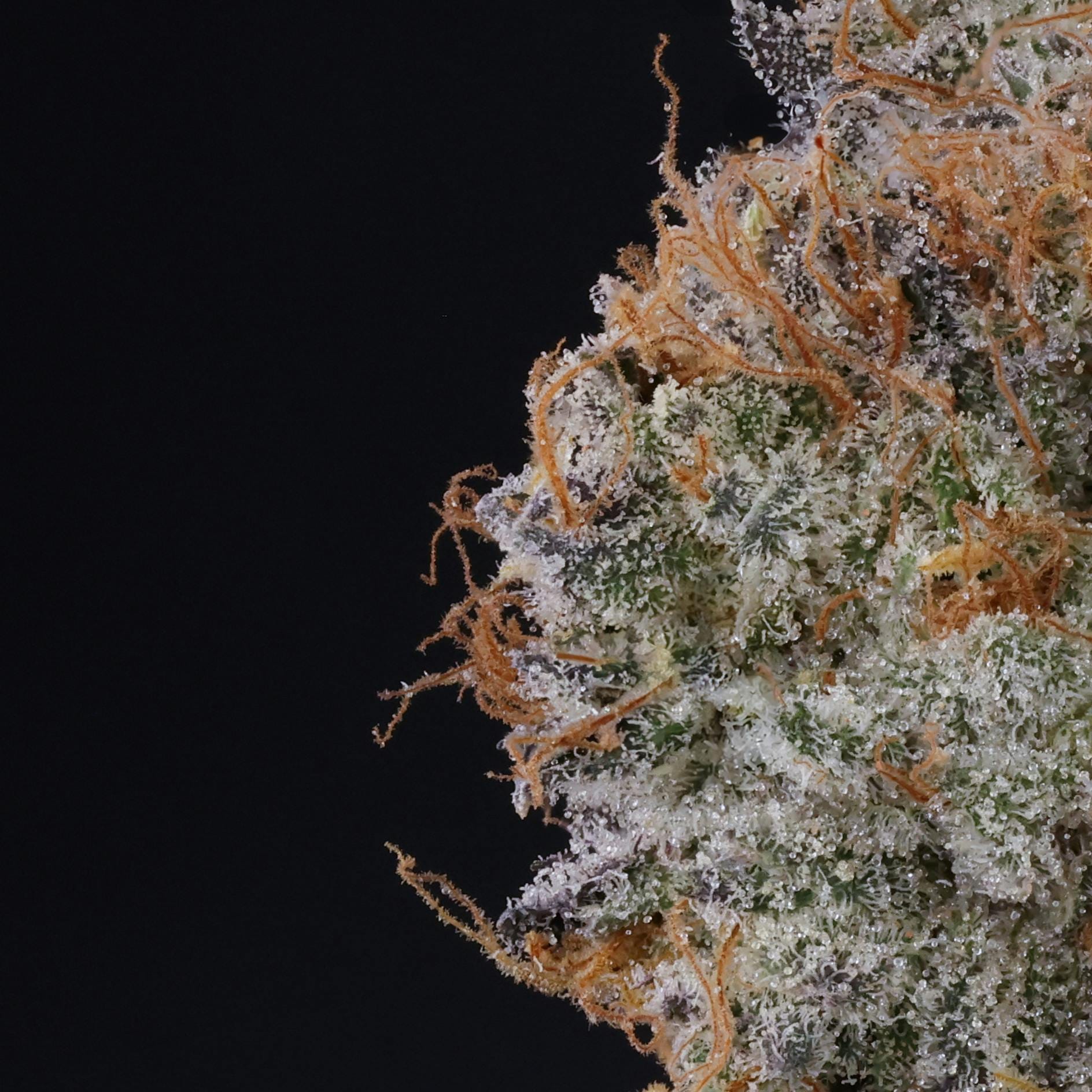 FIG FARMS - Blue Face Rainbow Belts (I/H) - 3.5g Premium Indoor - Fig Farms - Jar - $50 - Flower