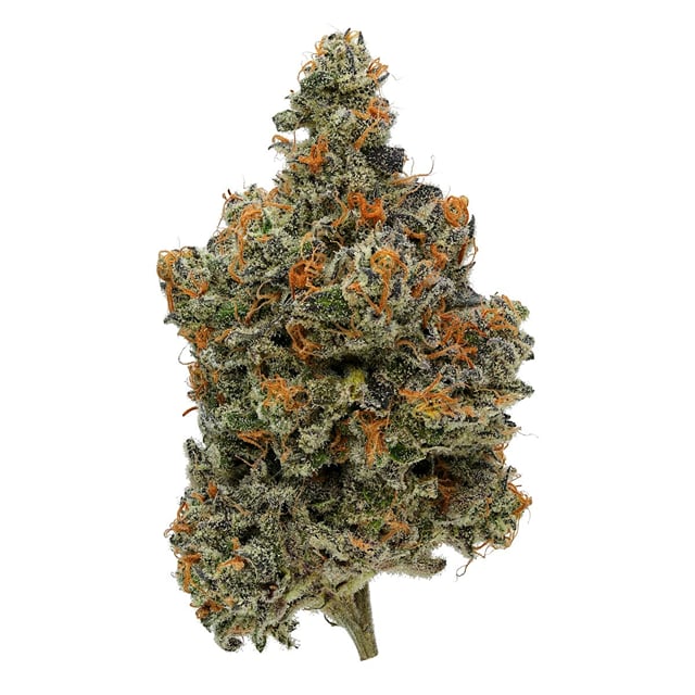 Lucid Blue l 3.5g