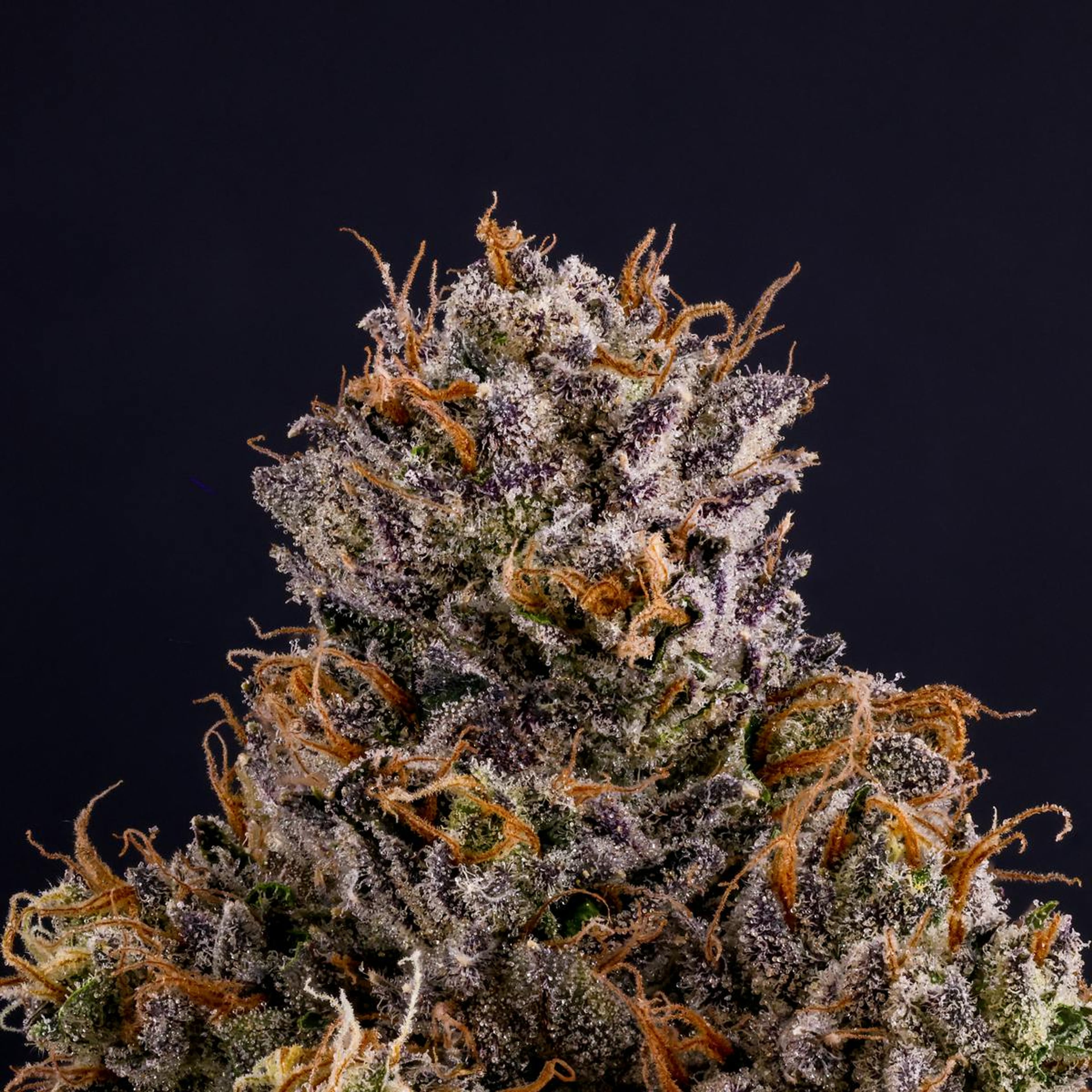 Rapper Weed - Jar - Indoor Flower - Fig Farms - Eighth - $49.99 - Flower