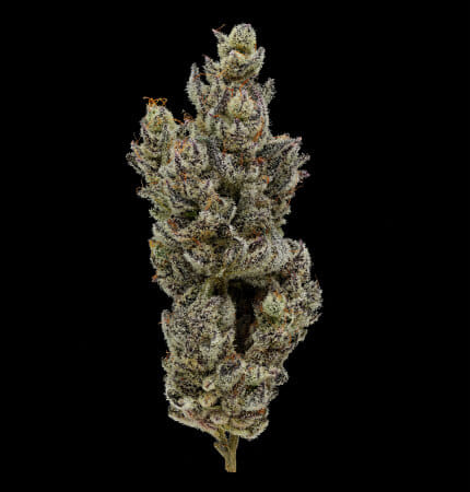 HOLY MOLY 3.5G - FIG FARMS -  - $38.75 - Flowers