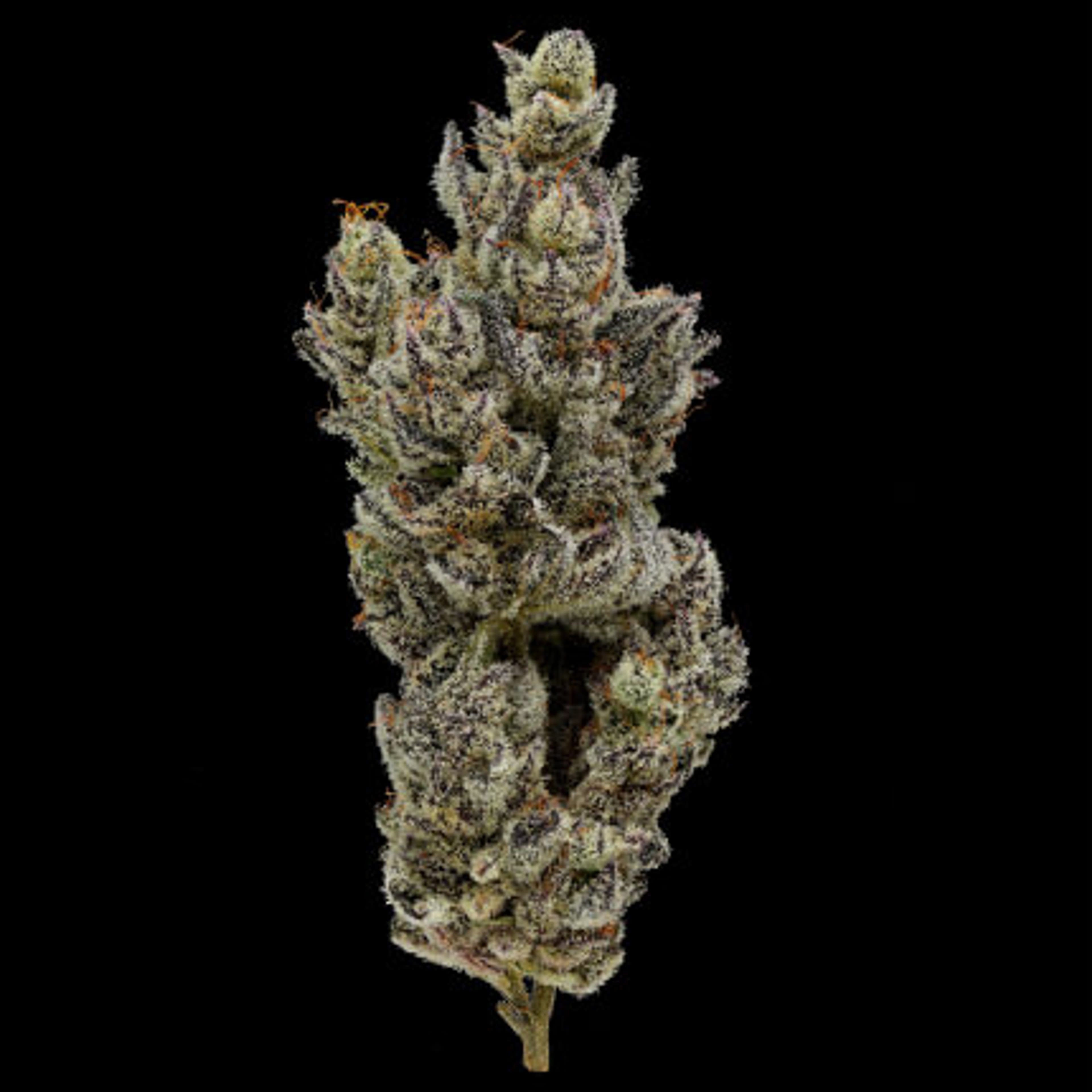 HOLY MOLY 3.5G - FIG FARMS - - $38.75 - Flowers