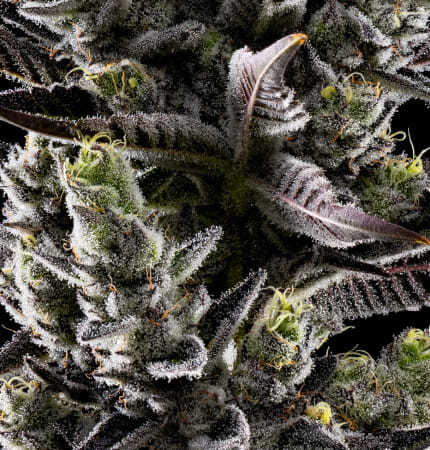 HOLY MOLY 3.5G - FIG FARMS -  - $38.75 - Flowers