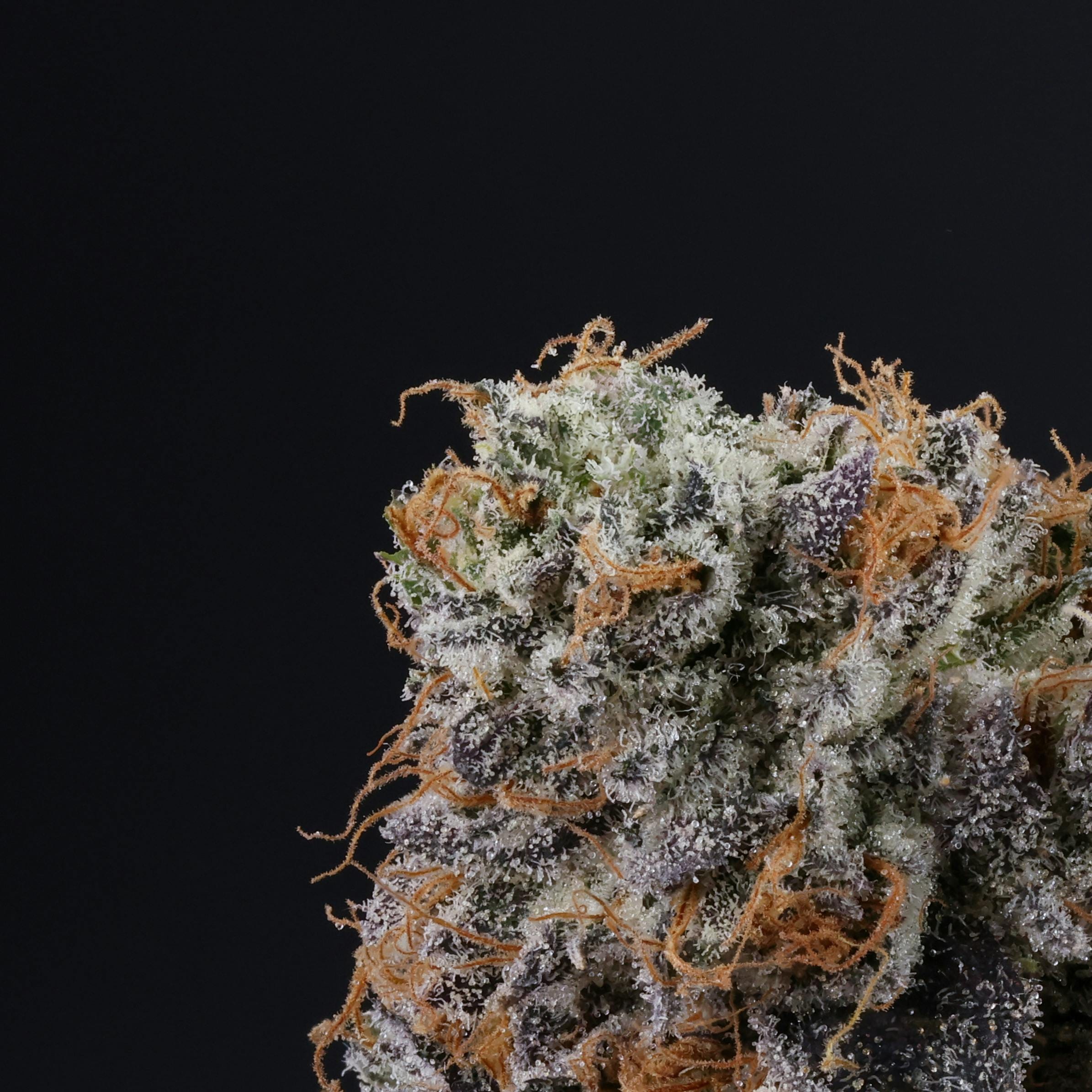 FIG FARMS - Blue Face Rainbow Belts (I/H) - 3.5g Premium Indoor - Fig Farms - Jar - $50 - Flower