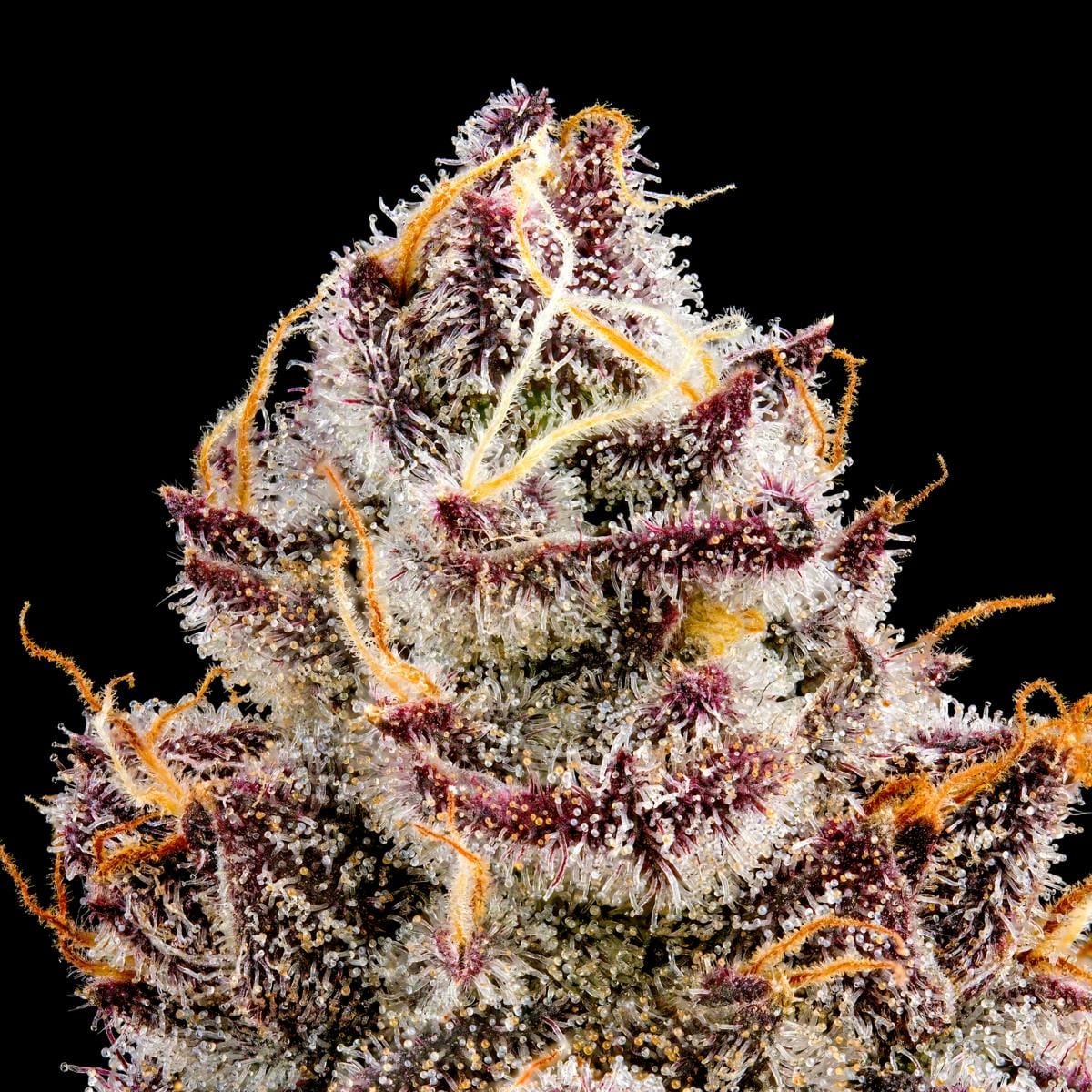 Orange Sapphire Gold Blend [1g] - Maven Genetics -  - $18 - Vapes