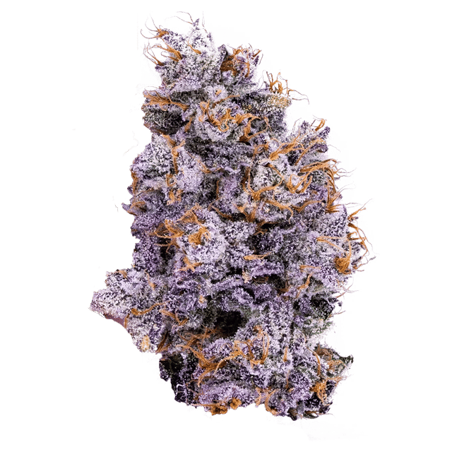 Biskanté - Jar - Indoor Flower