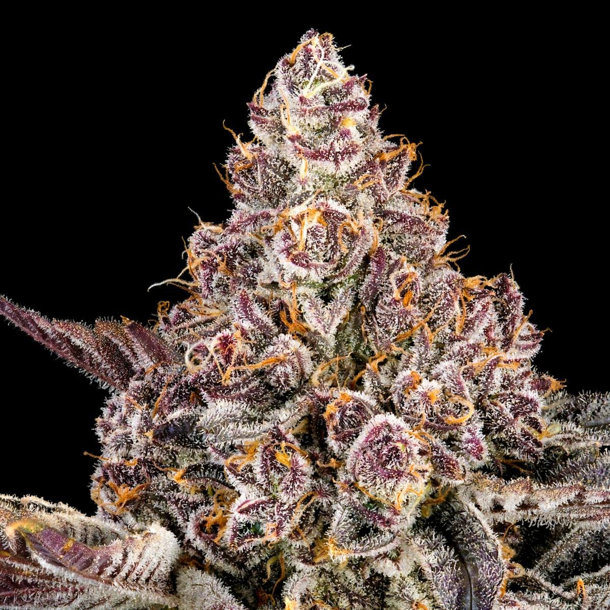 Orange Sapphire Gold Blend [1g] - Maven Genetics -  - $18 - Vapes