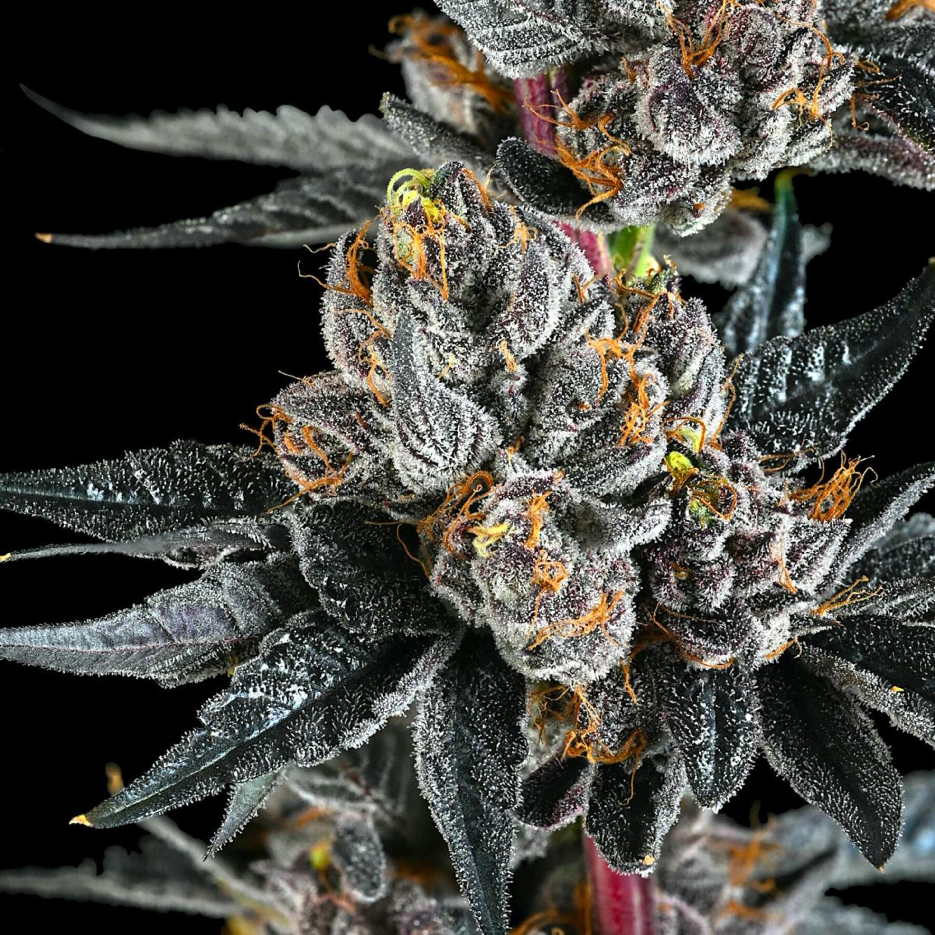 Lipsmackerz 3.5g Flower - Maven Genetics - - $39.61 - Flowers