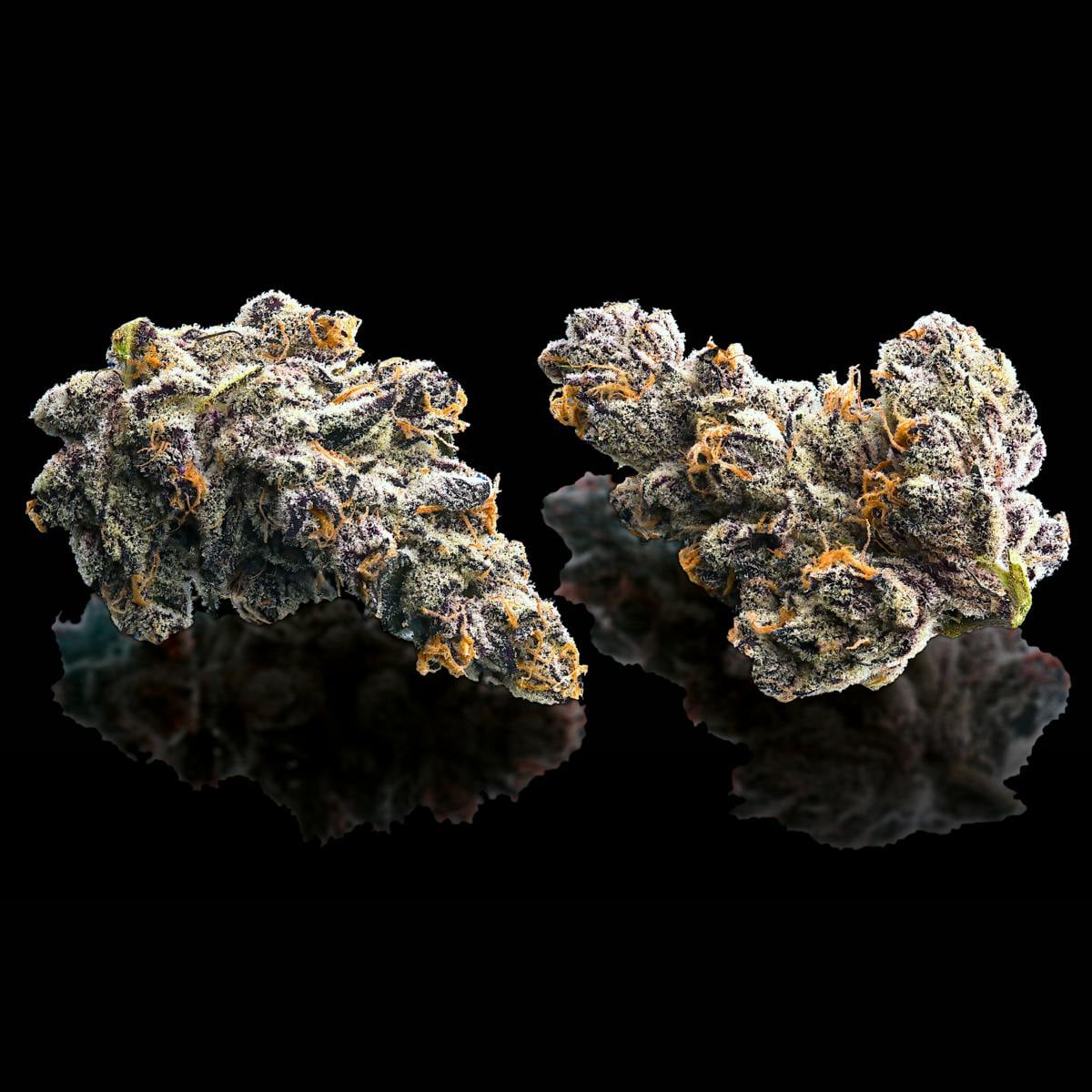 Maven | 1g - French Lotus - Pre-Roll - Hybrid - Maven Genetics -  - $10 - Pre-Rolls
