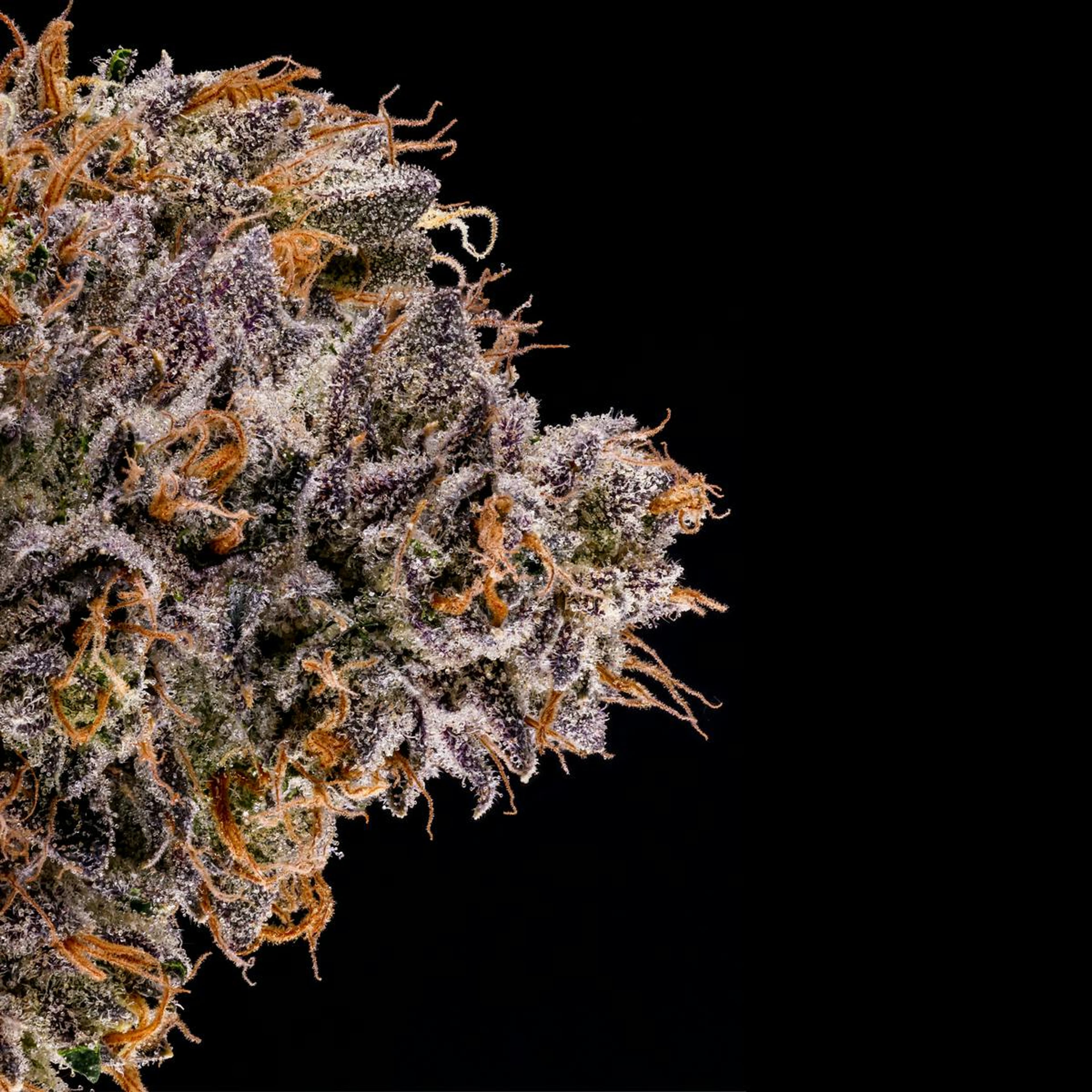 Rapper Weed - Jar - Indoor Flower - Fig Farms - Eighth - $49.99 - Flower