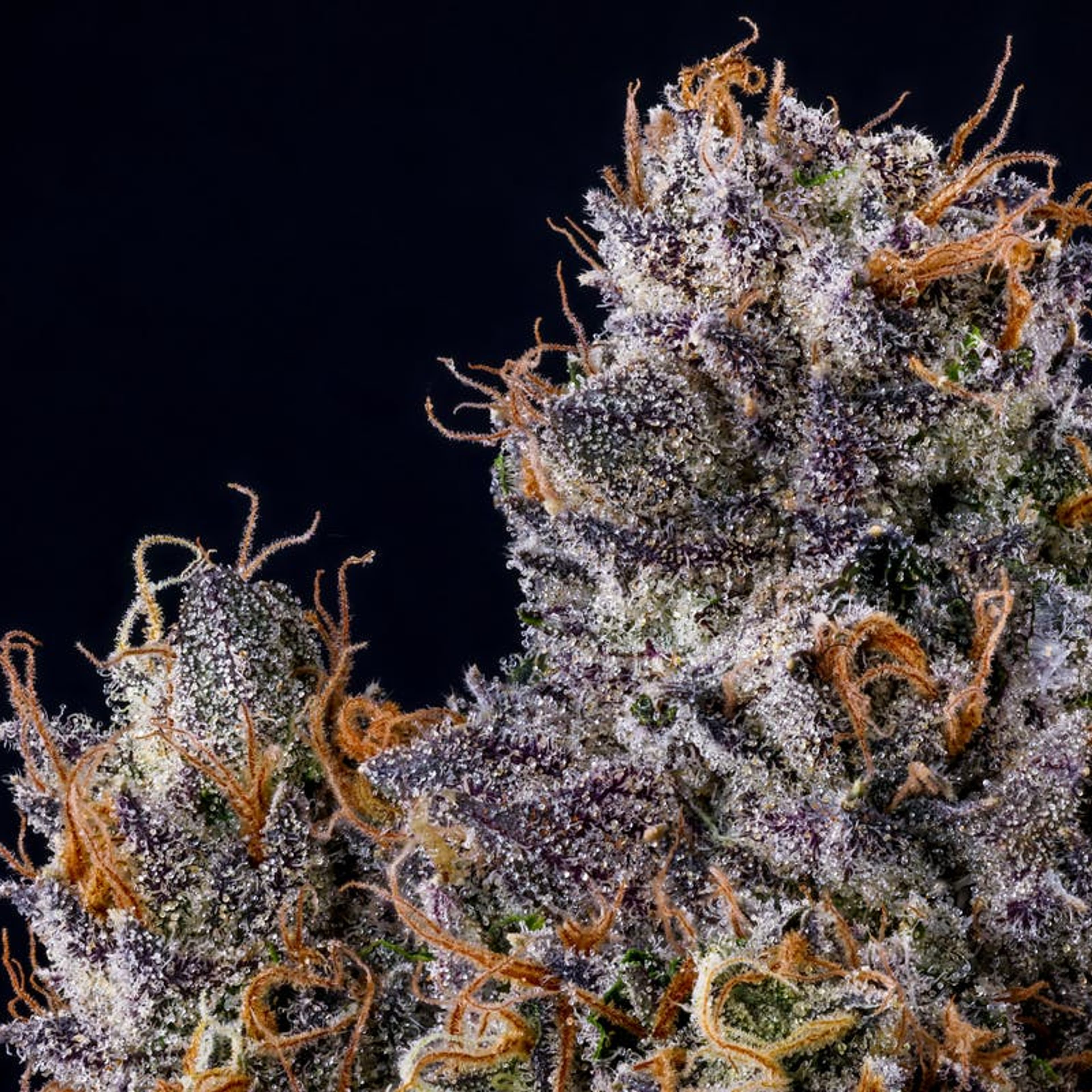 Rapper Weed - Jar - Indoor Flower - Fig Farms - Eighth - $49.99 - Flower