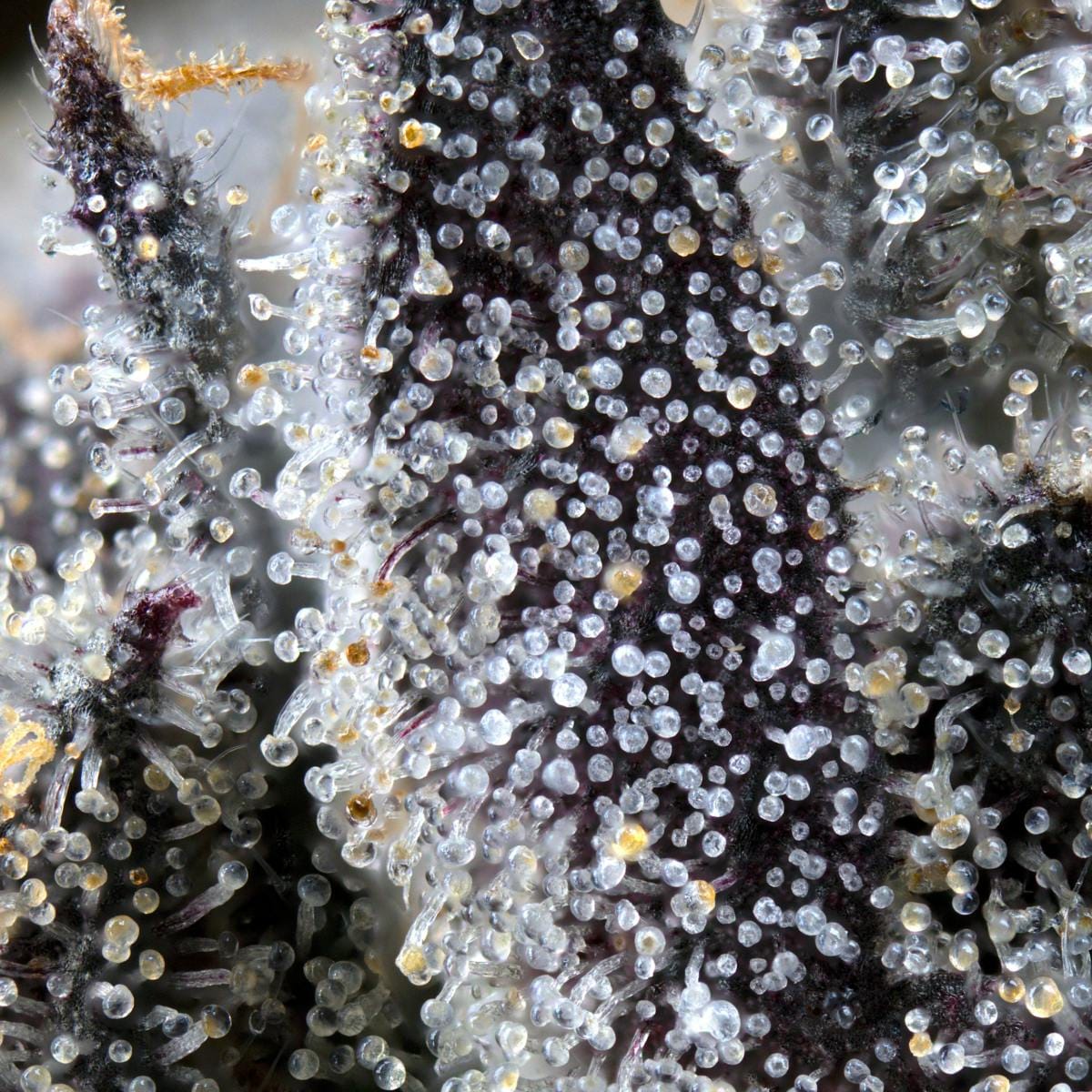 Lipsmackerz 3.5g Flower - Maven Genetics -  - $39.61 - Flowers