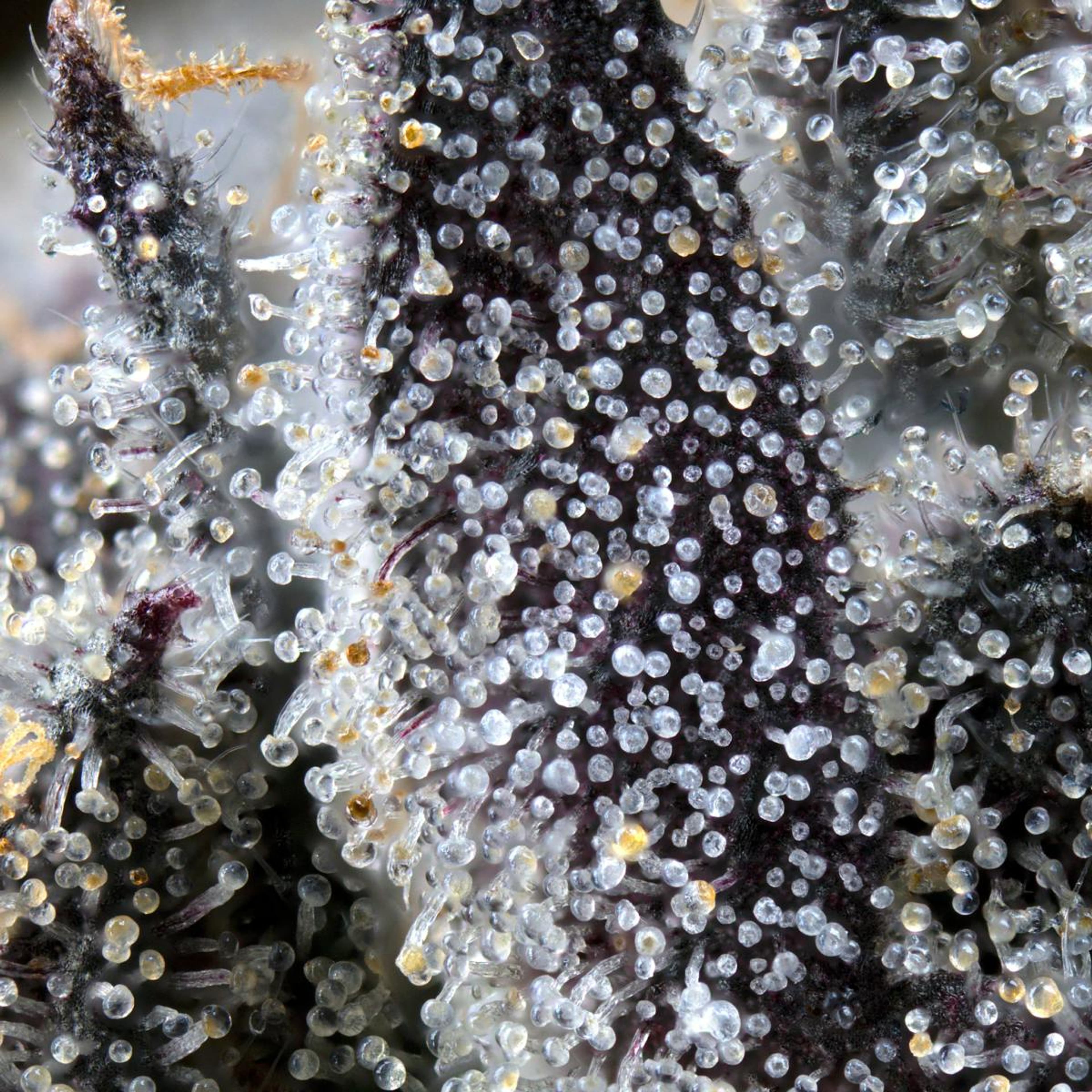 Lipsmackerz 3.5g Flower - Maven Genetics - - $39.61 - Flowers