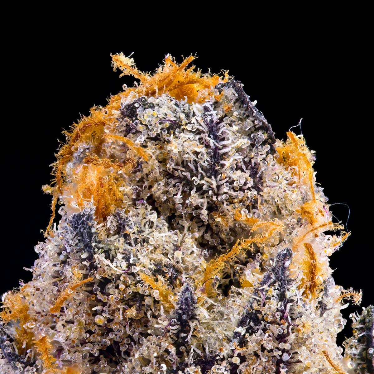 Blue Agape 3.5g - Maven Genetics -  - $39.61 - Flowers